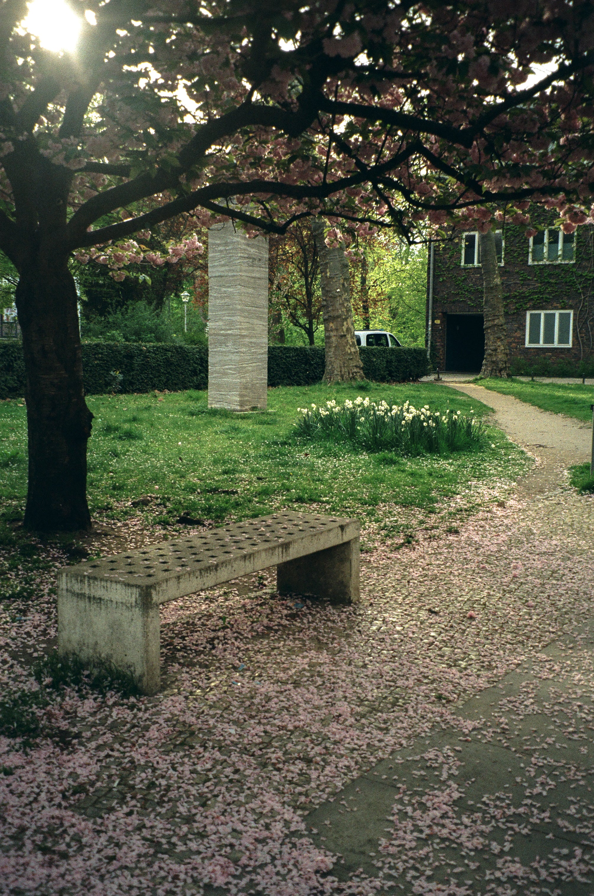 warm tones from C41 color film photography