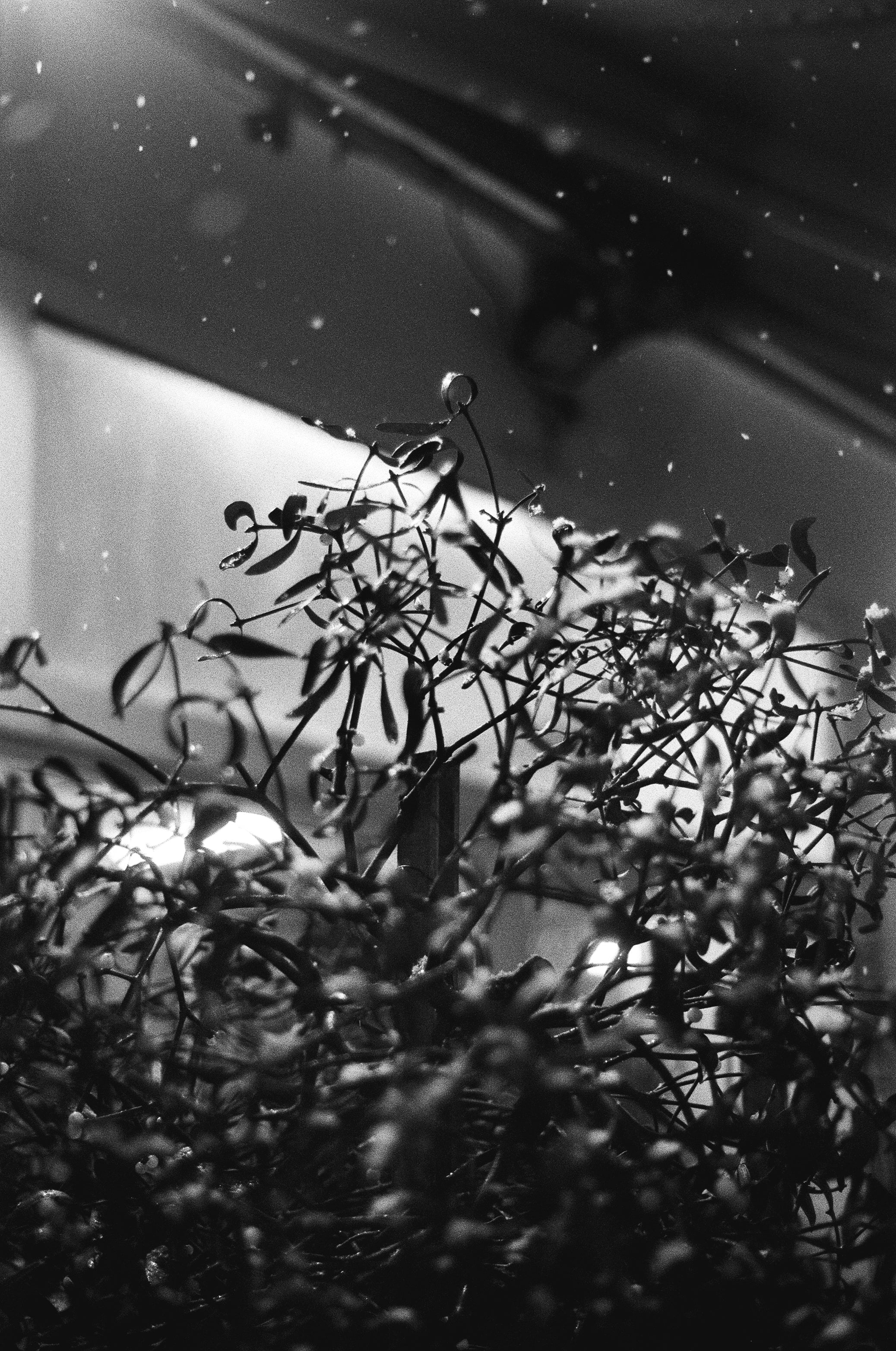 contrast photo on black and white film