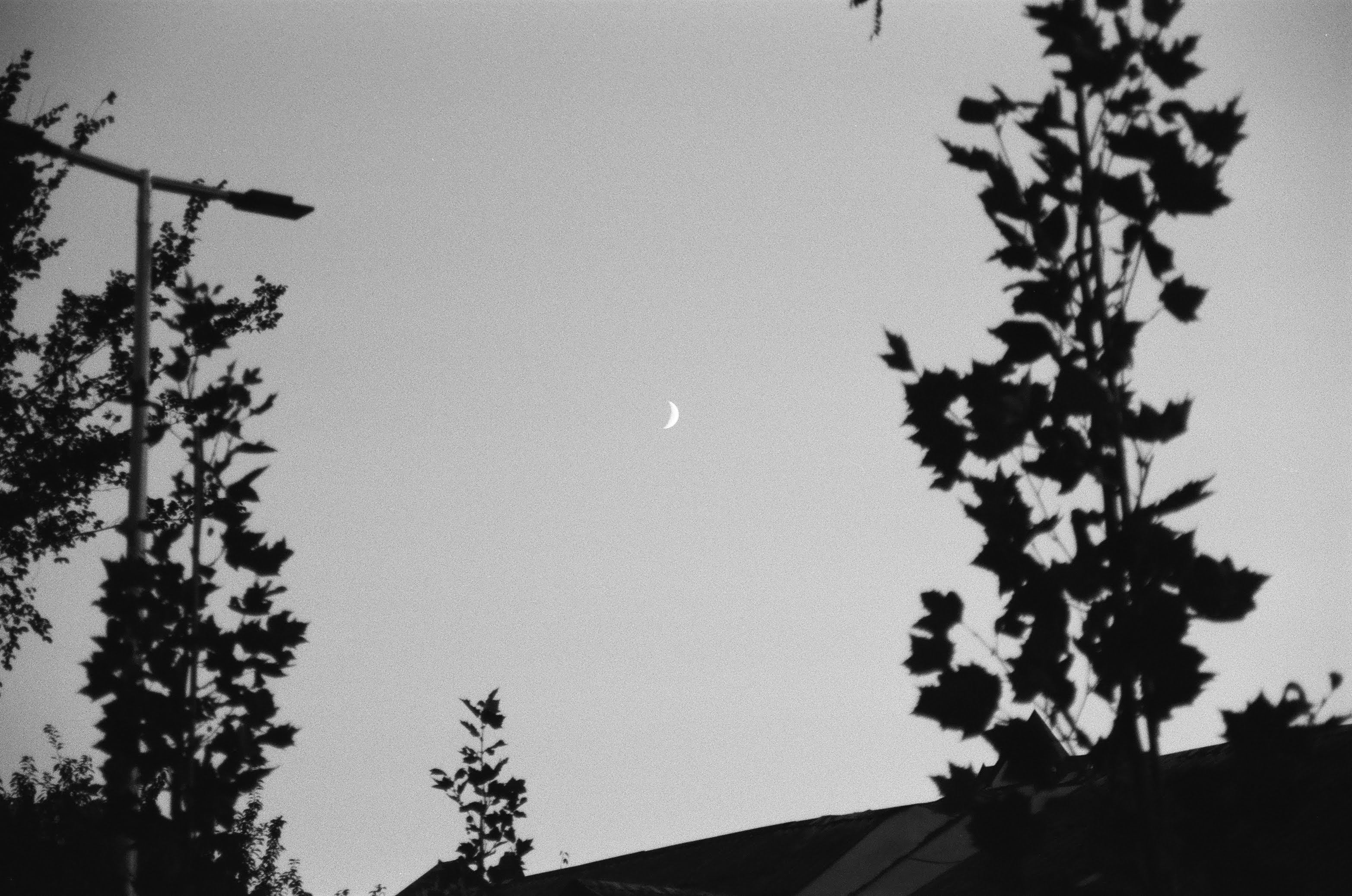 Fine grain texture from b&w film photography