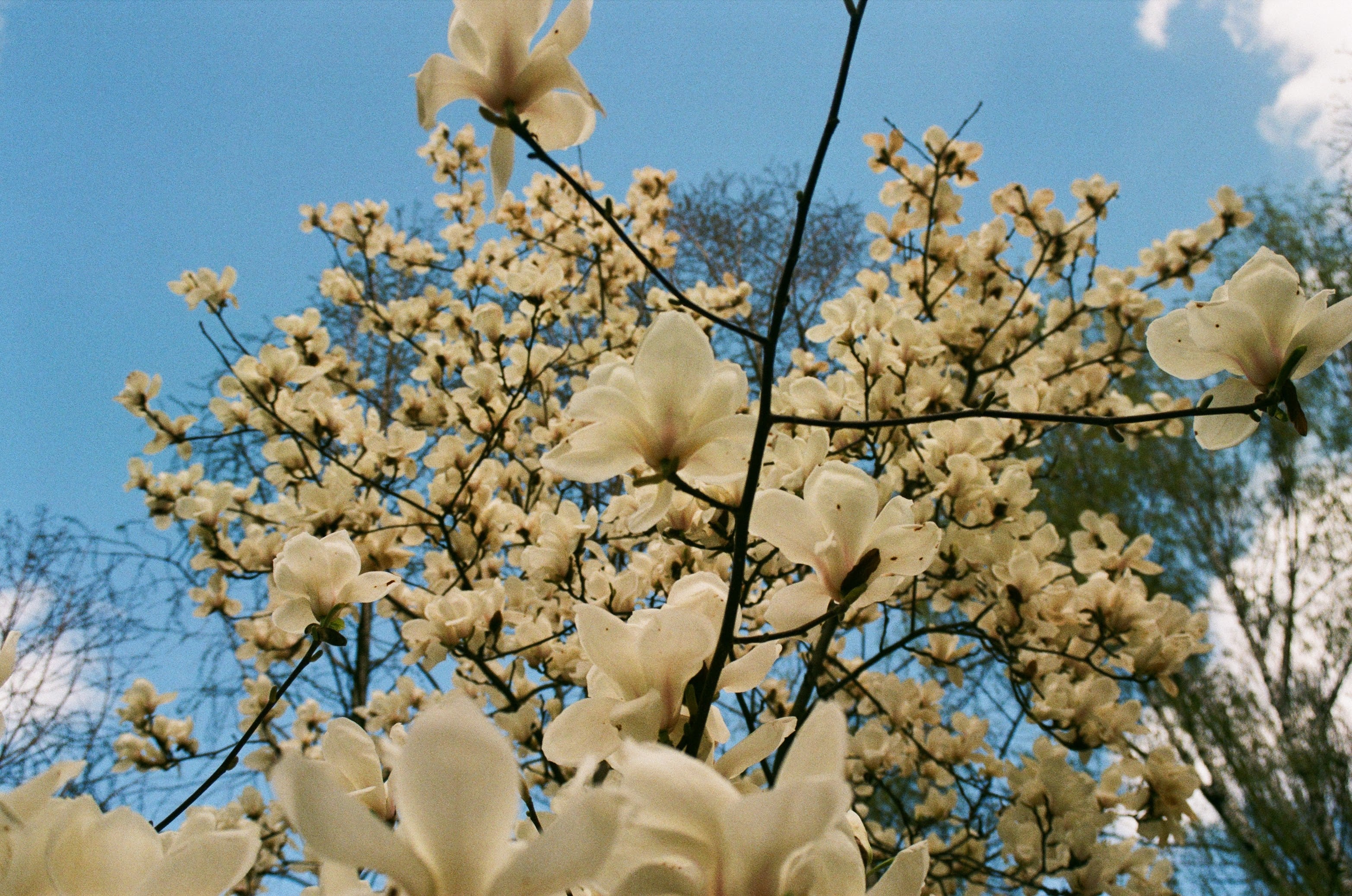 Fuji-Film 200 (135er-Film, 36 Aufnahmen)