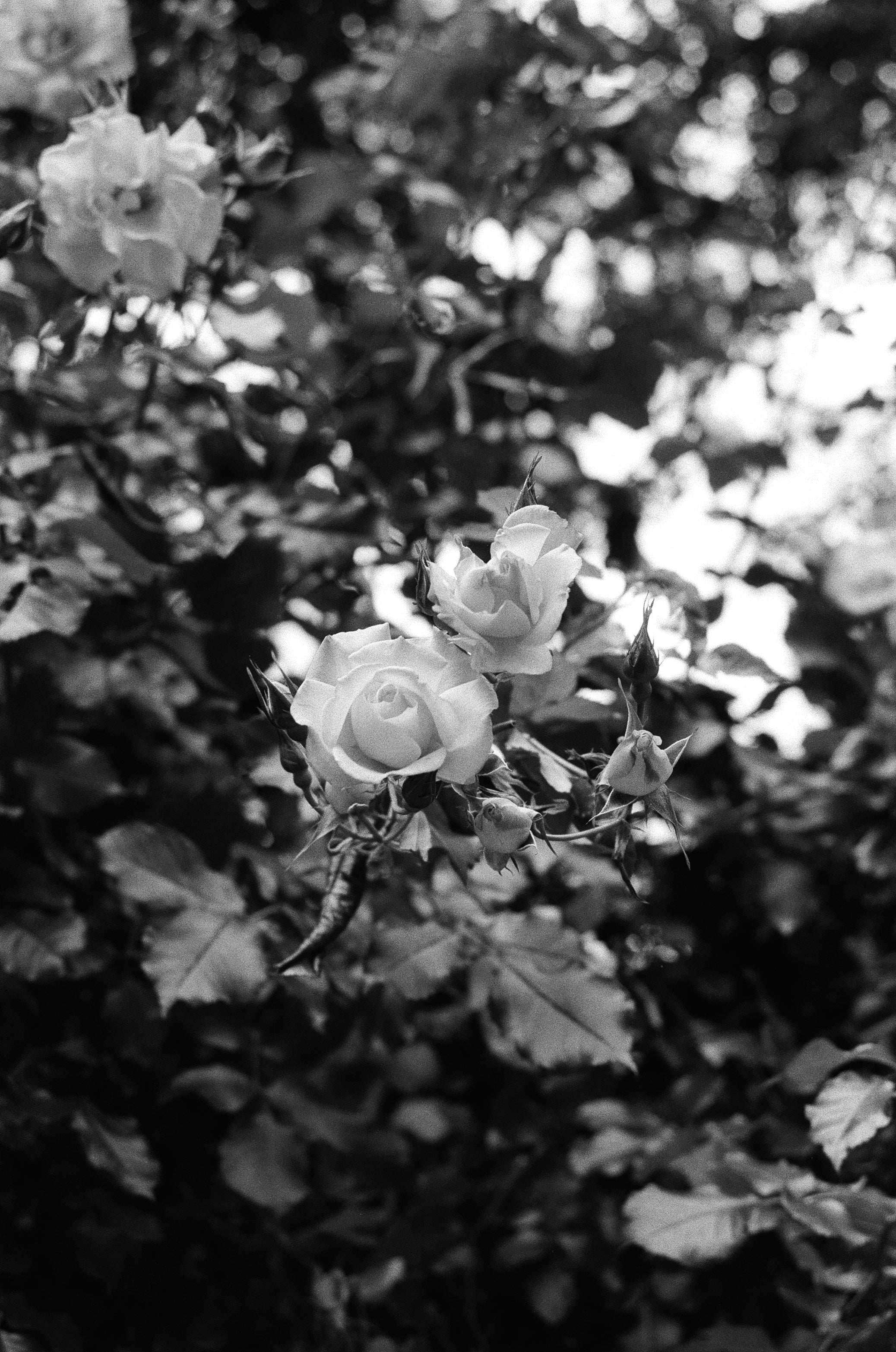 Kentmere 200 Film (Rollfilm Typ 135, 36 Aufnahmen)