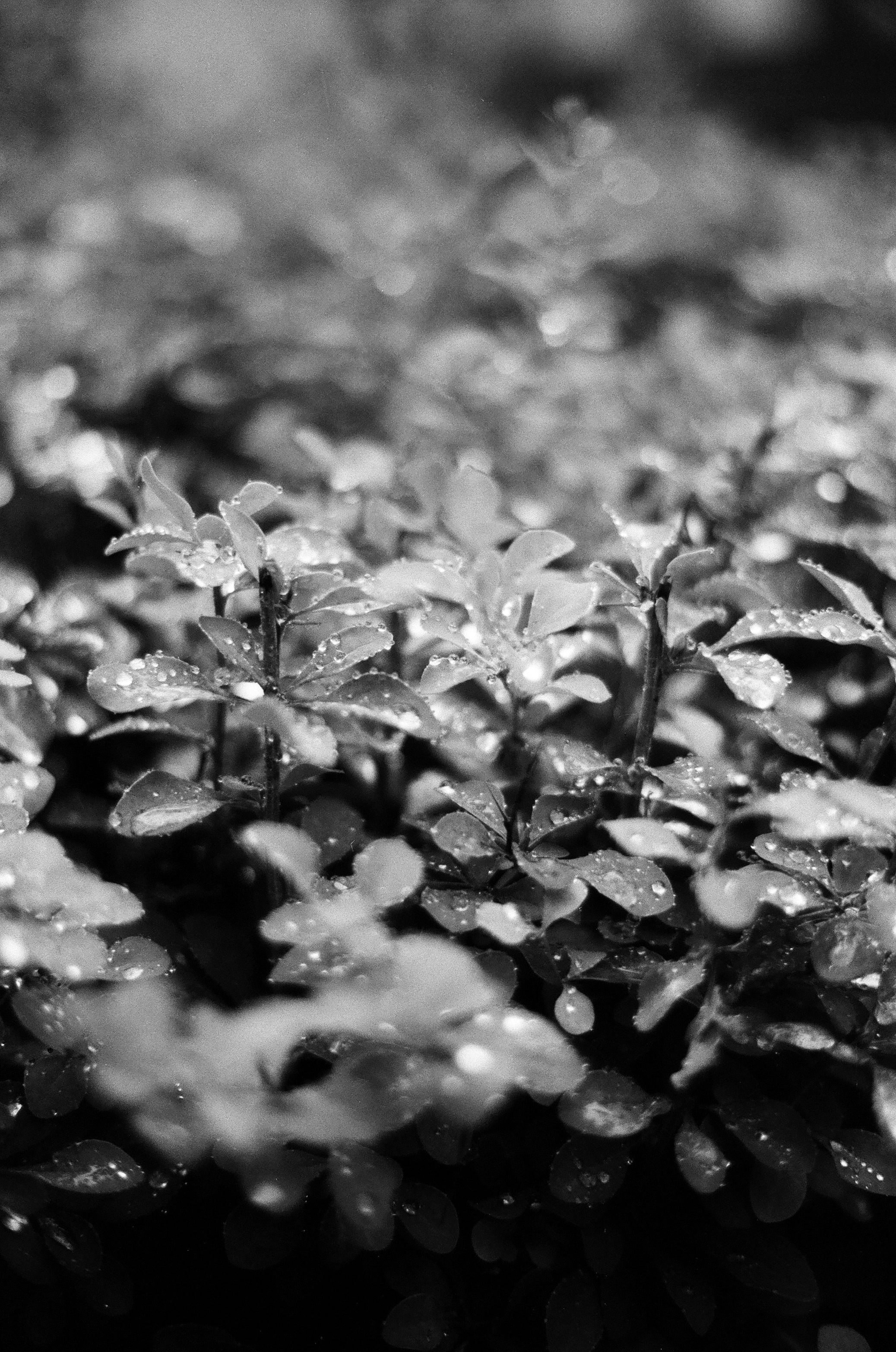 Kentmere 200 Film (Rollfilm Typ 135, 36 Aufnahmen)