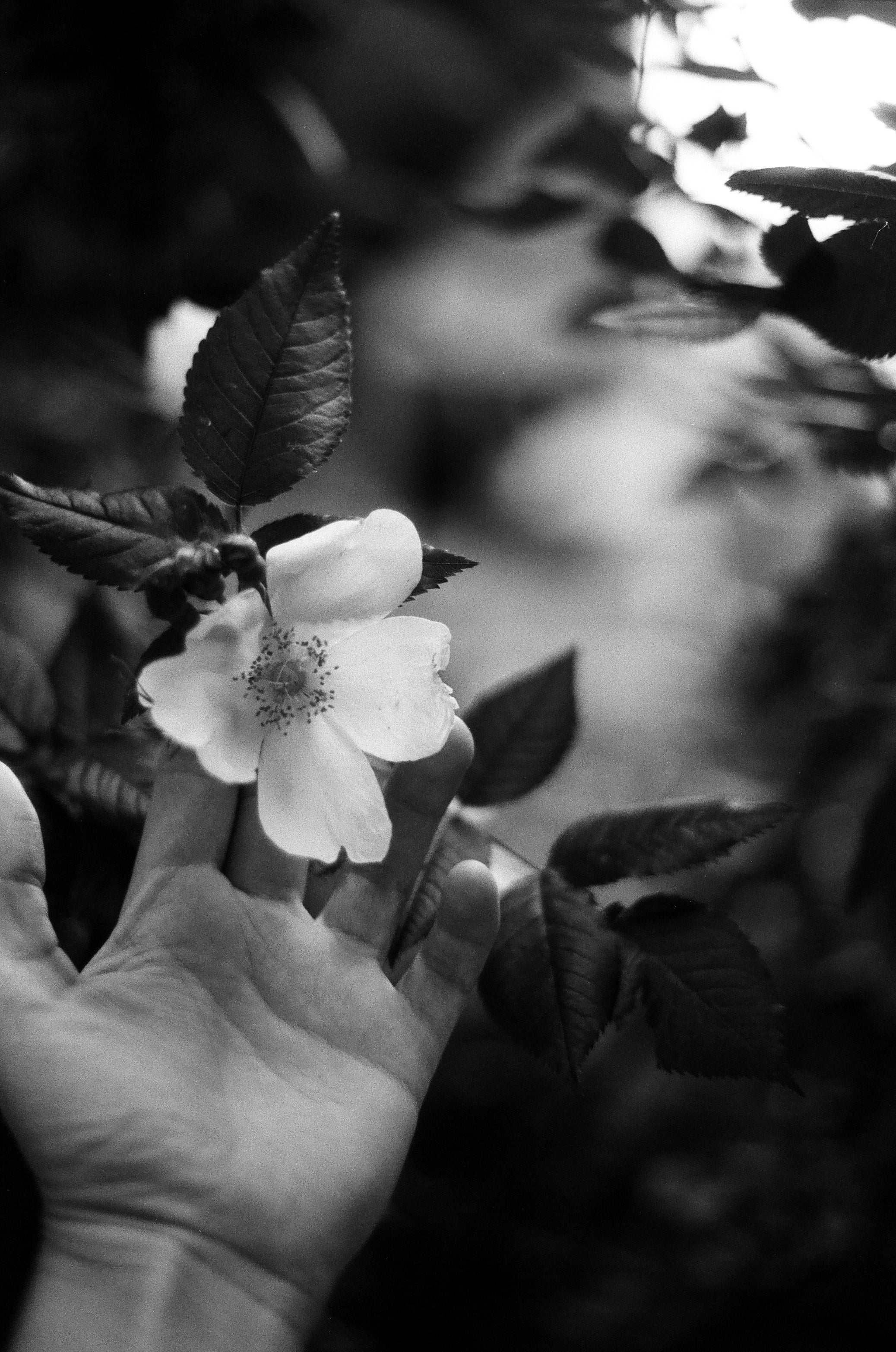Kentmere 200 Film (Rollfilm Typ 135, 36 Aufnahmen)