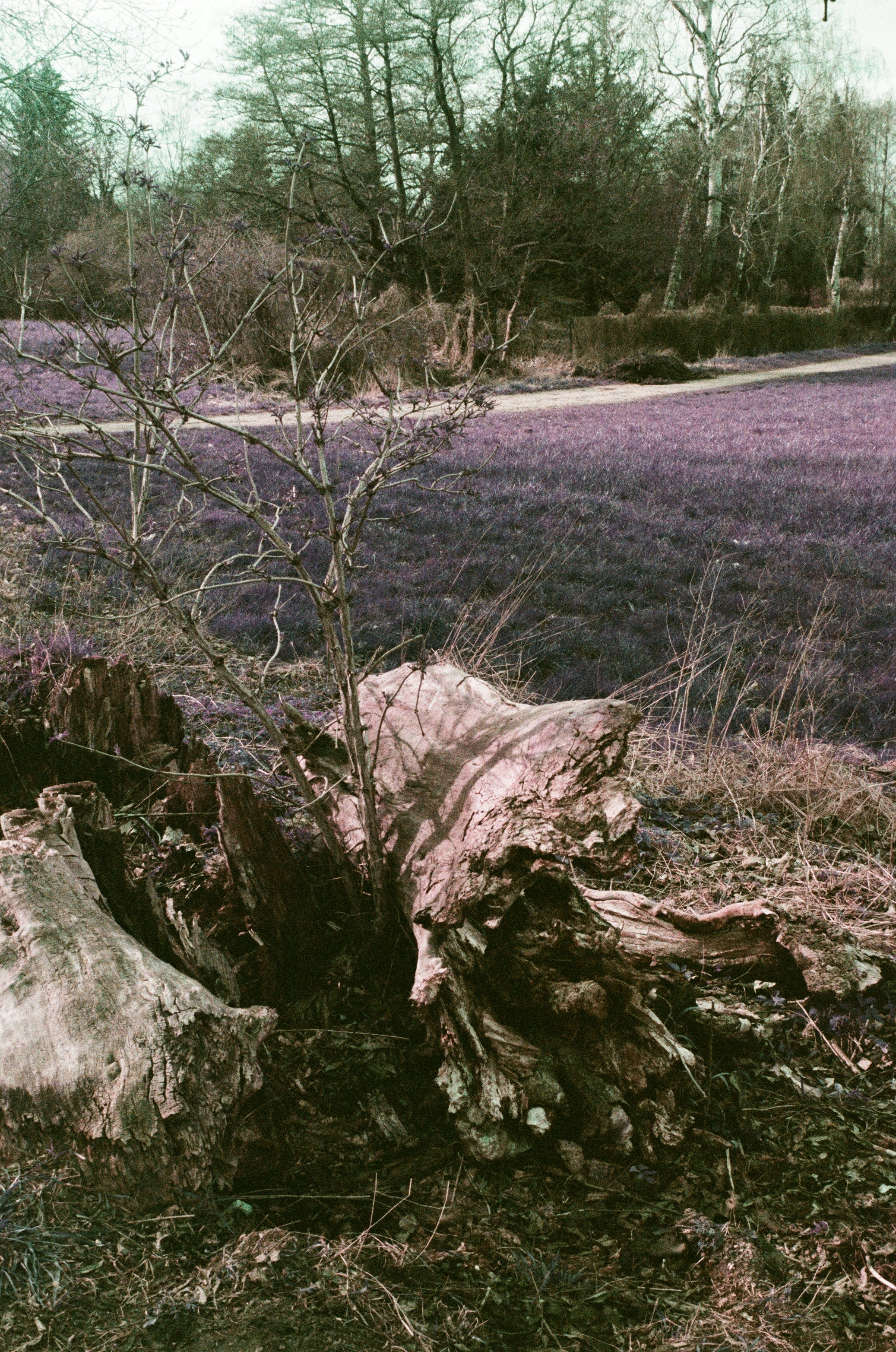 C41 color film shot of natural scenery