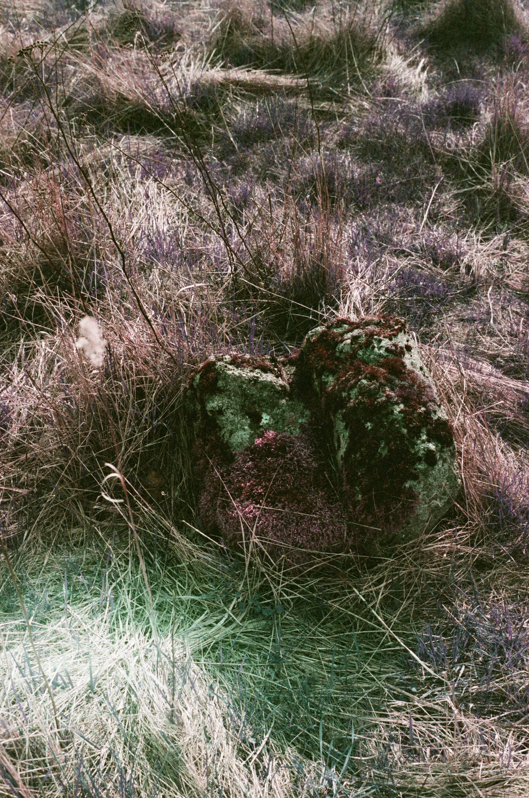 C41 color film shot with vivid colors