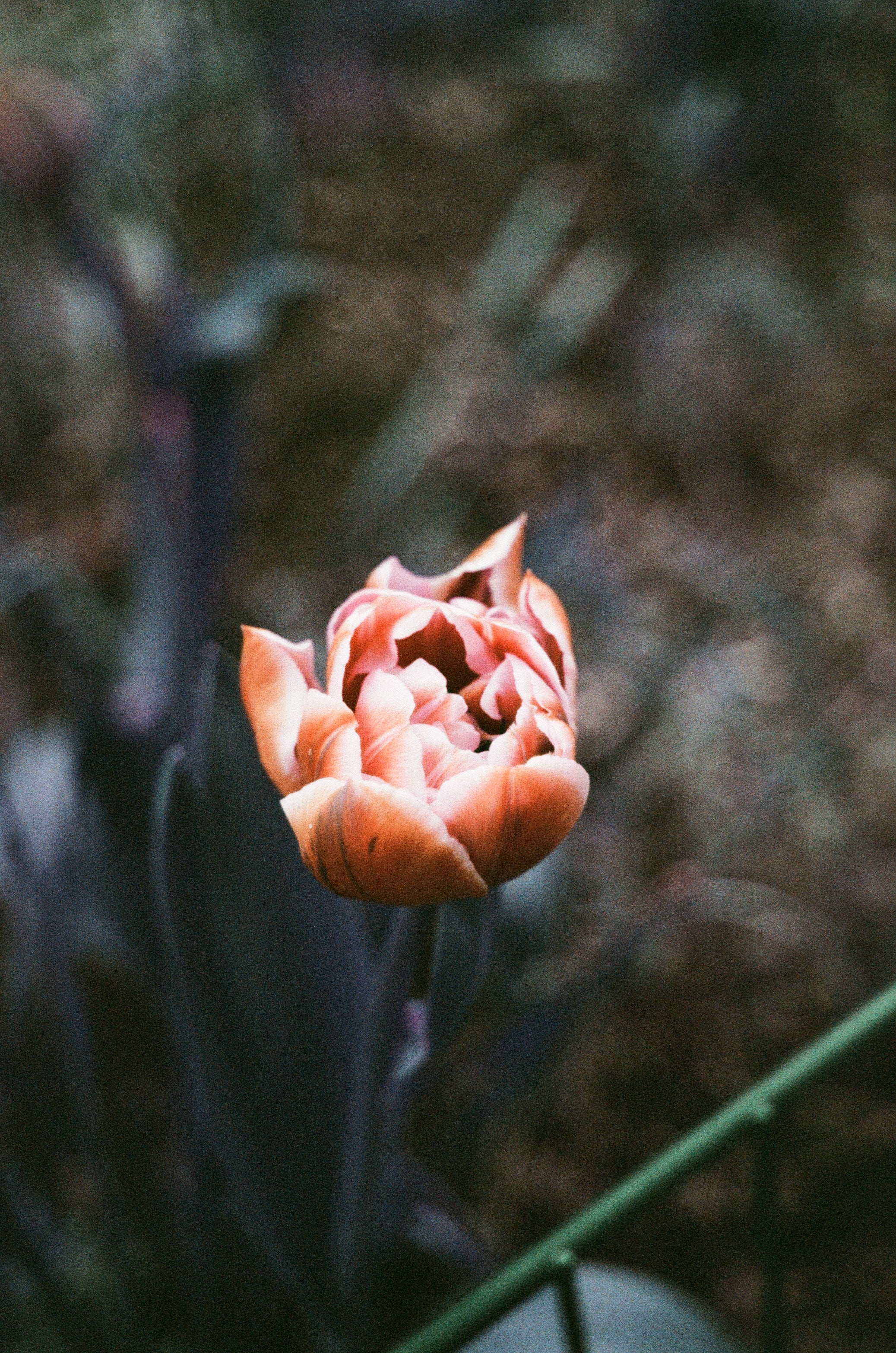 C41 color film shot with grain