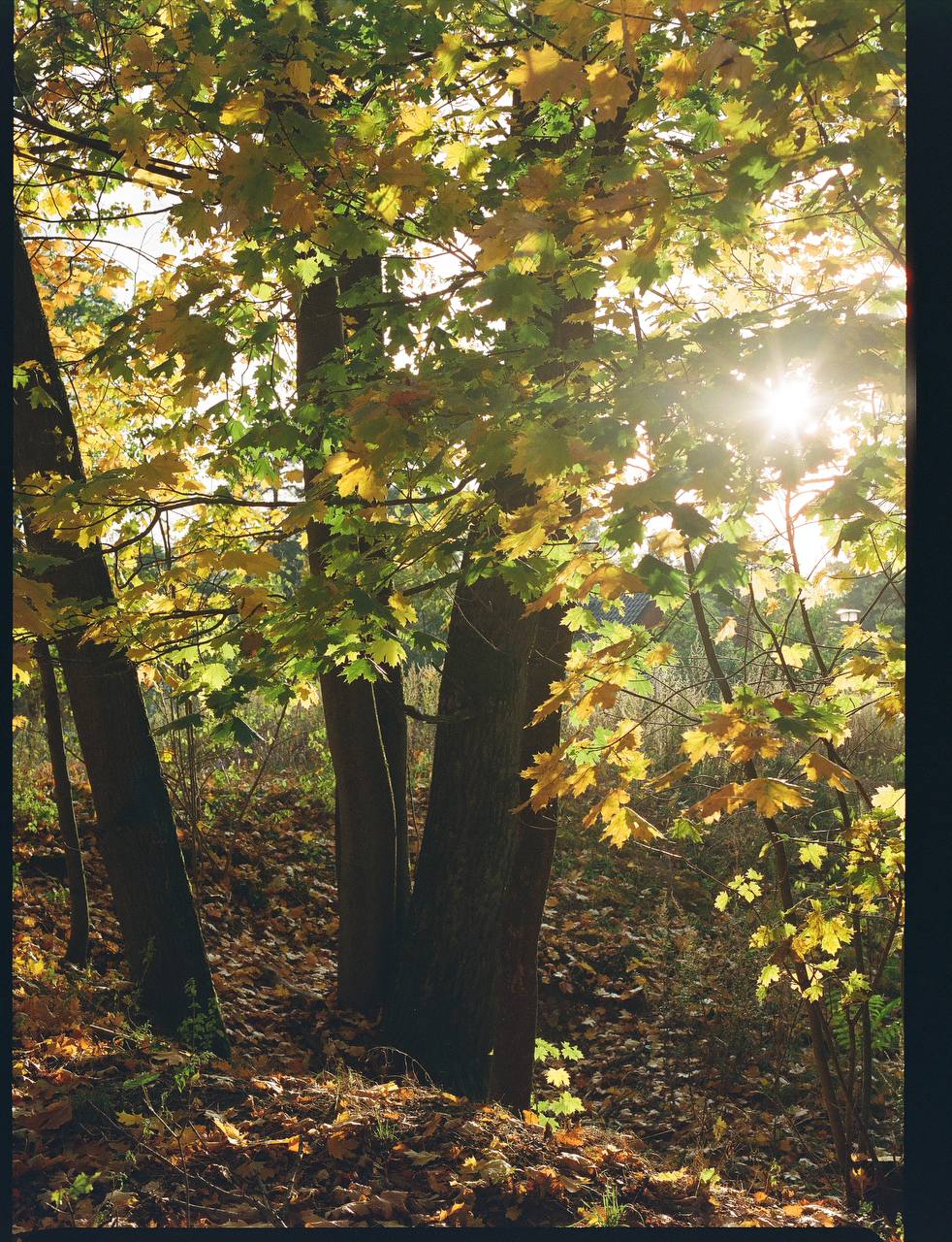 Lomography 800/120 color negative film (1 roll film)