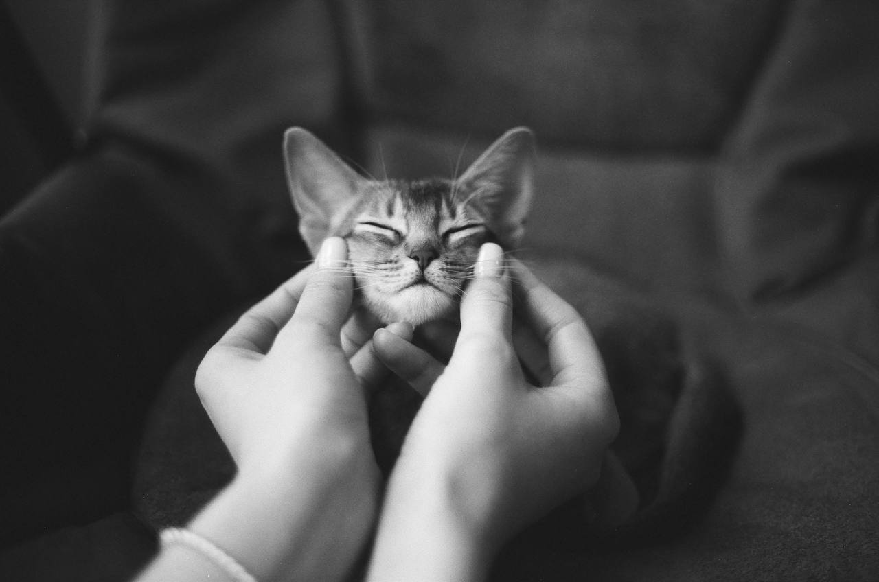kitten on black and white film