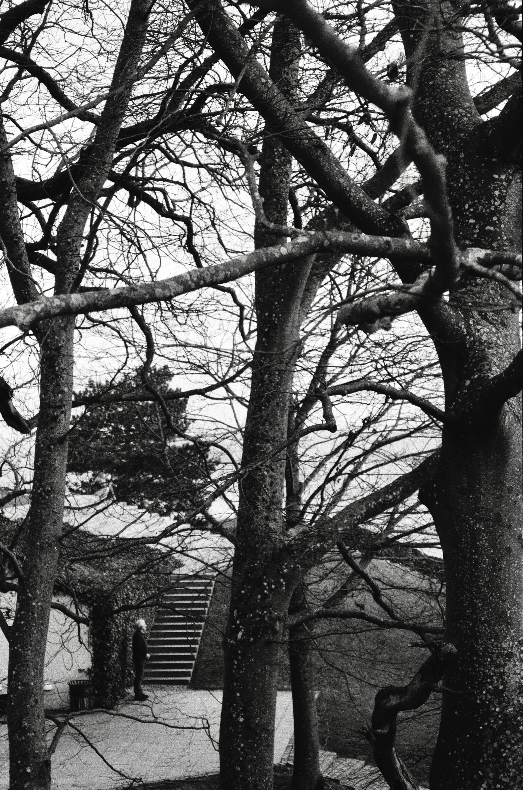 trees in the park on black and white film