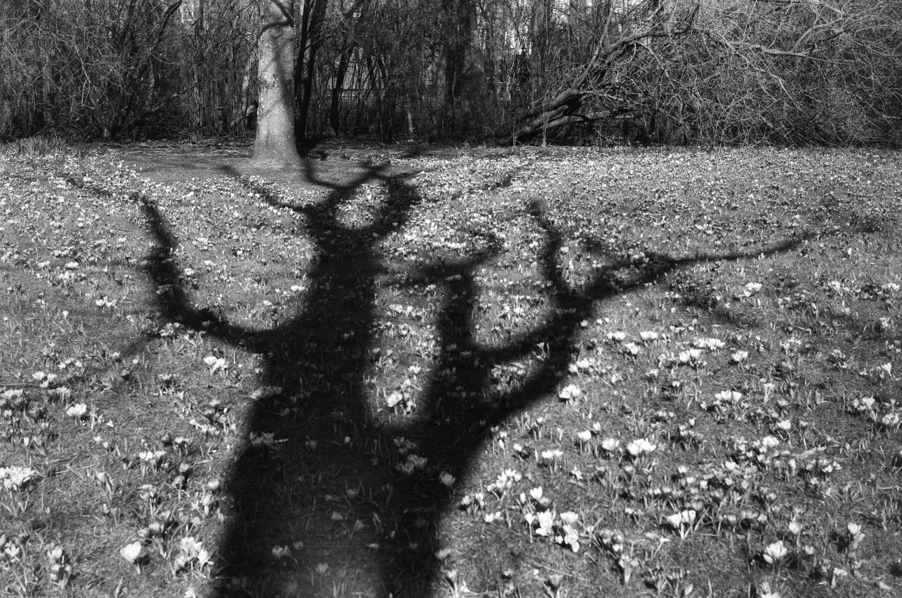 tree's shadow shot on black and white film