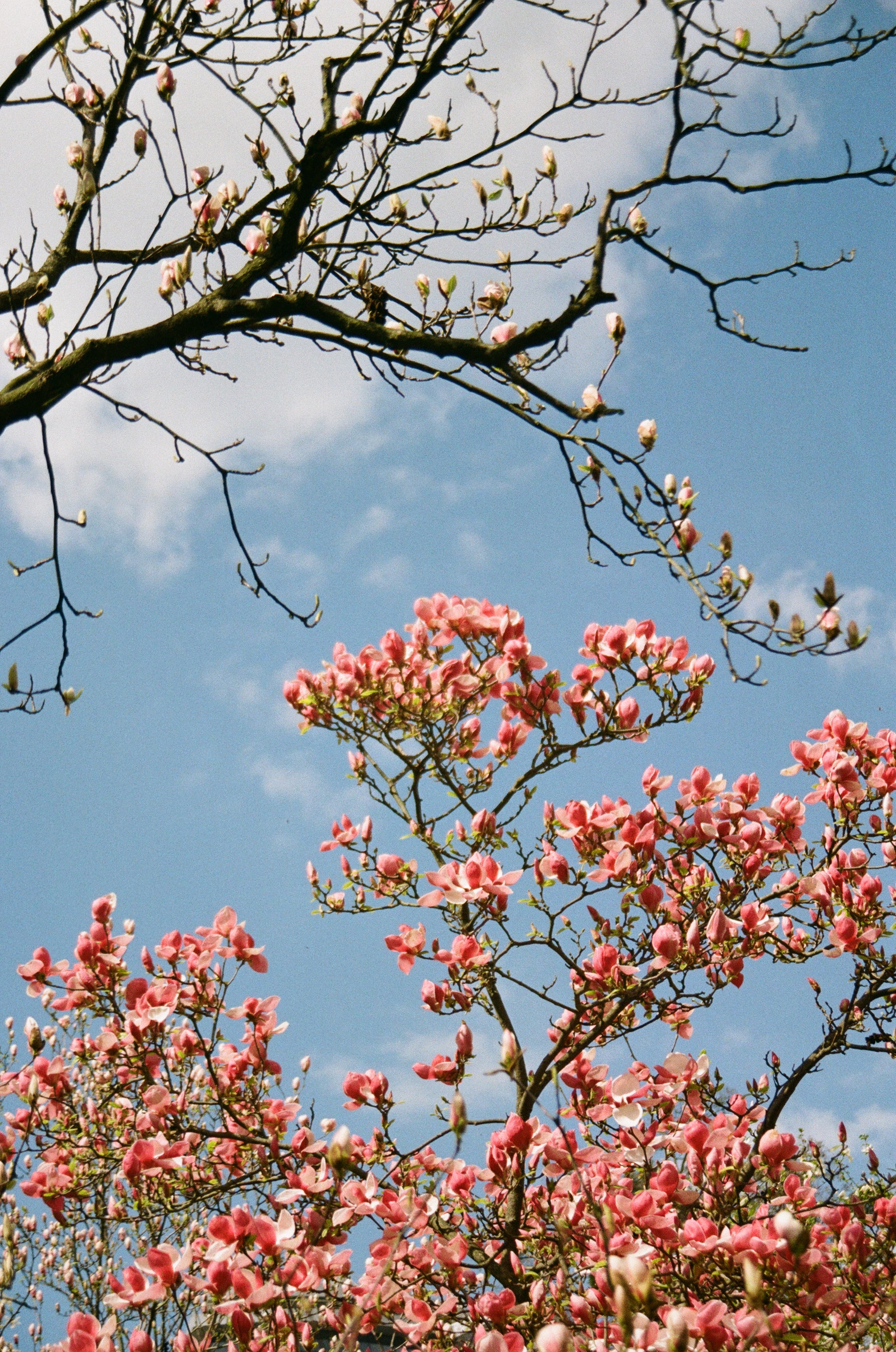 Fuji-Film 200 (135er-Film, 36 Aufnahmen)