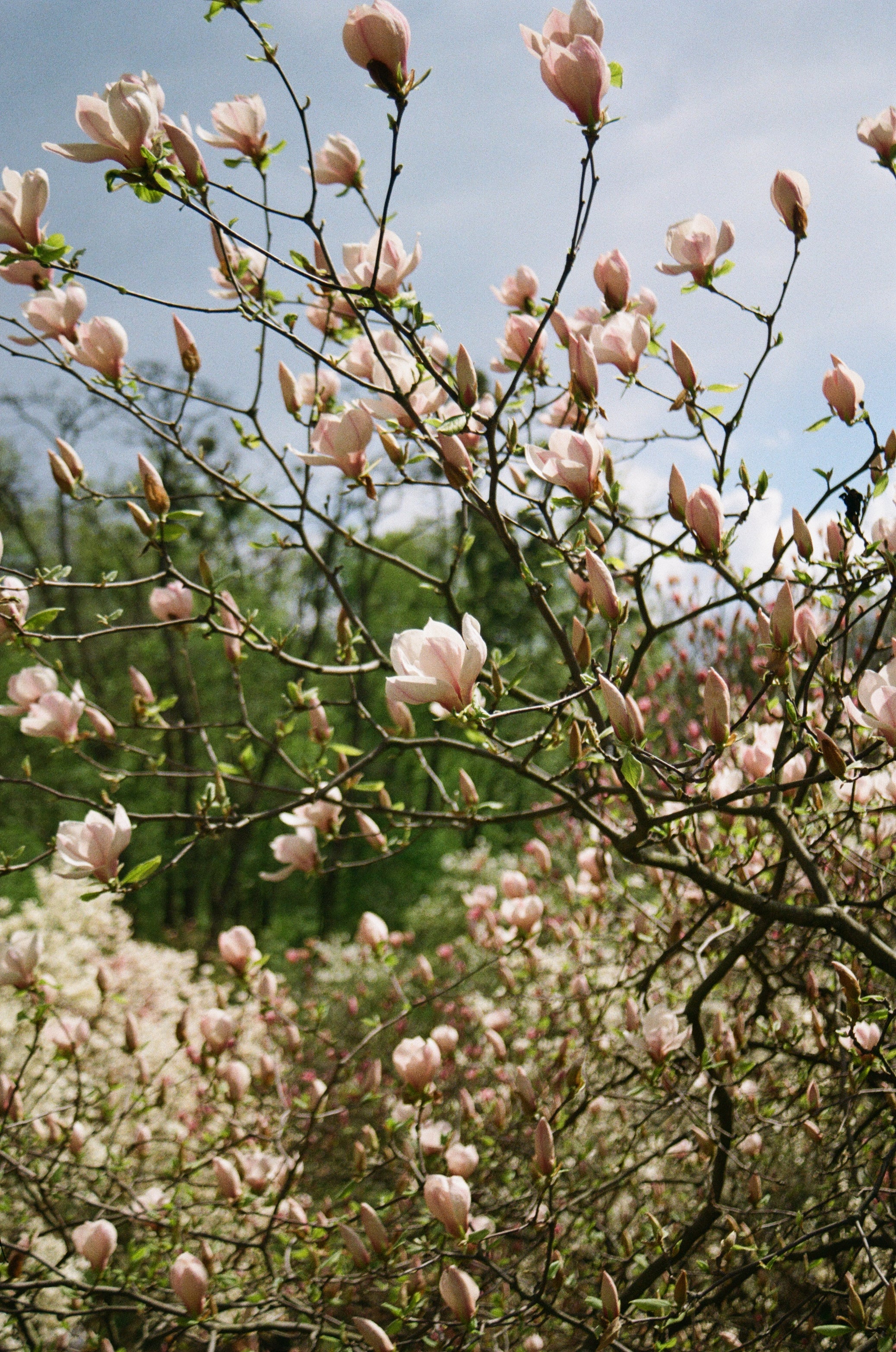 Fuji-Film 200 (135er-Film, 36 Aufnahmen)