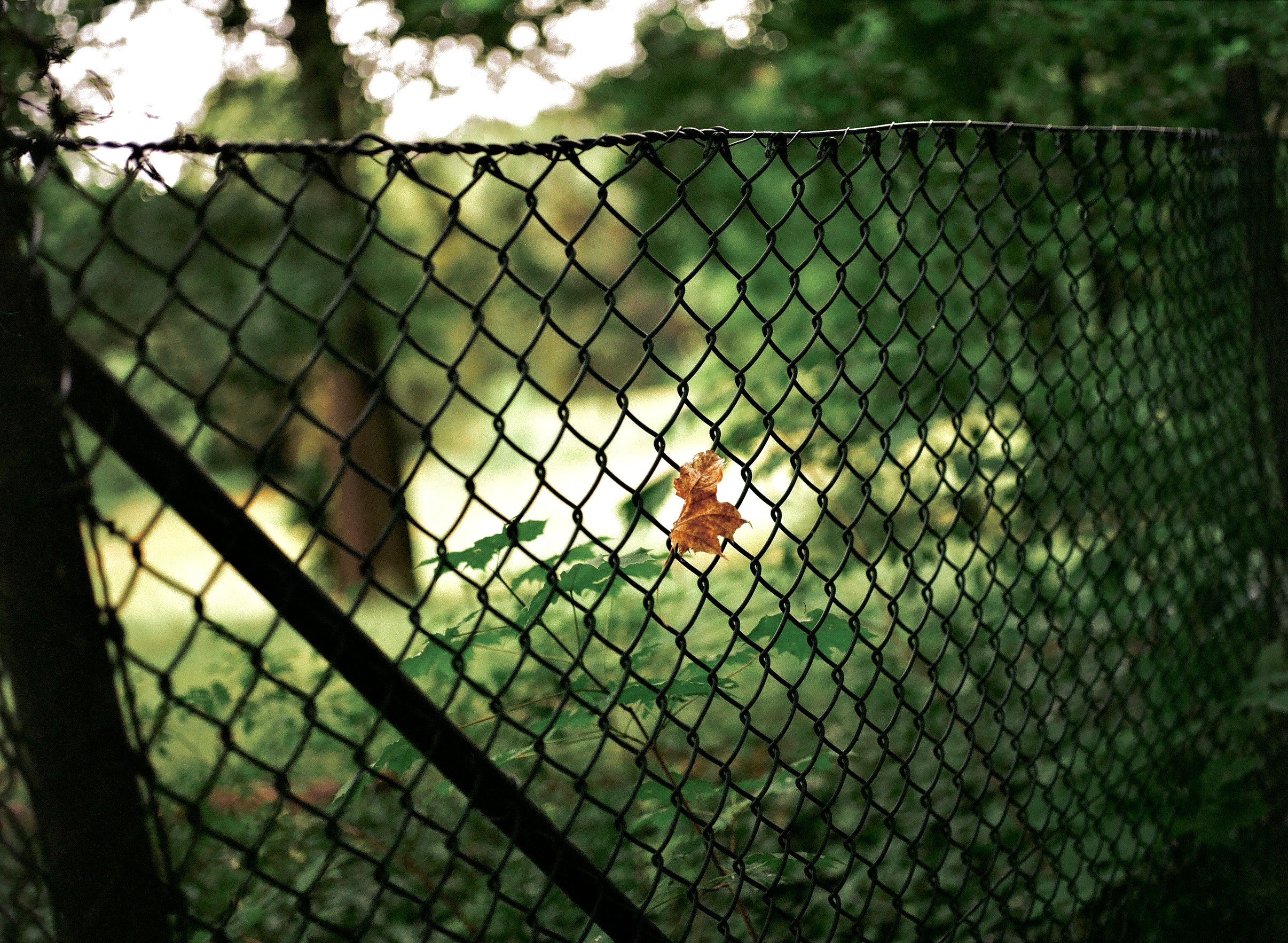 nature accents on c41 color negative film