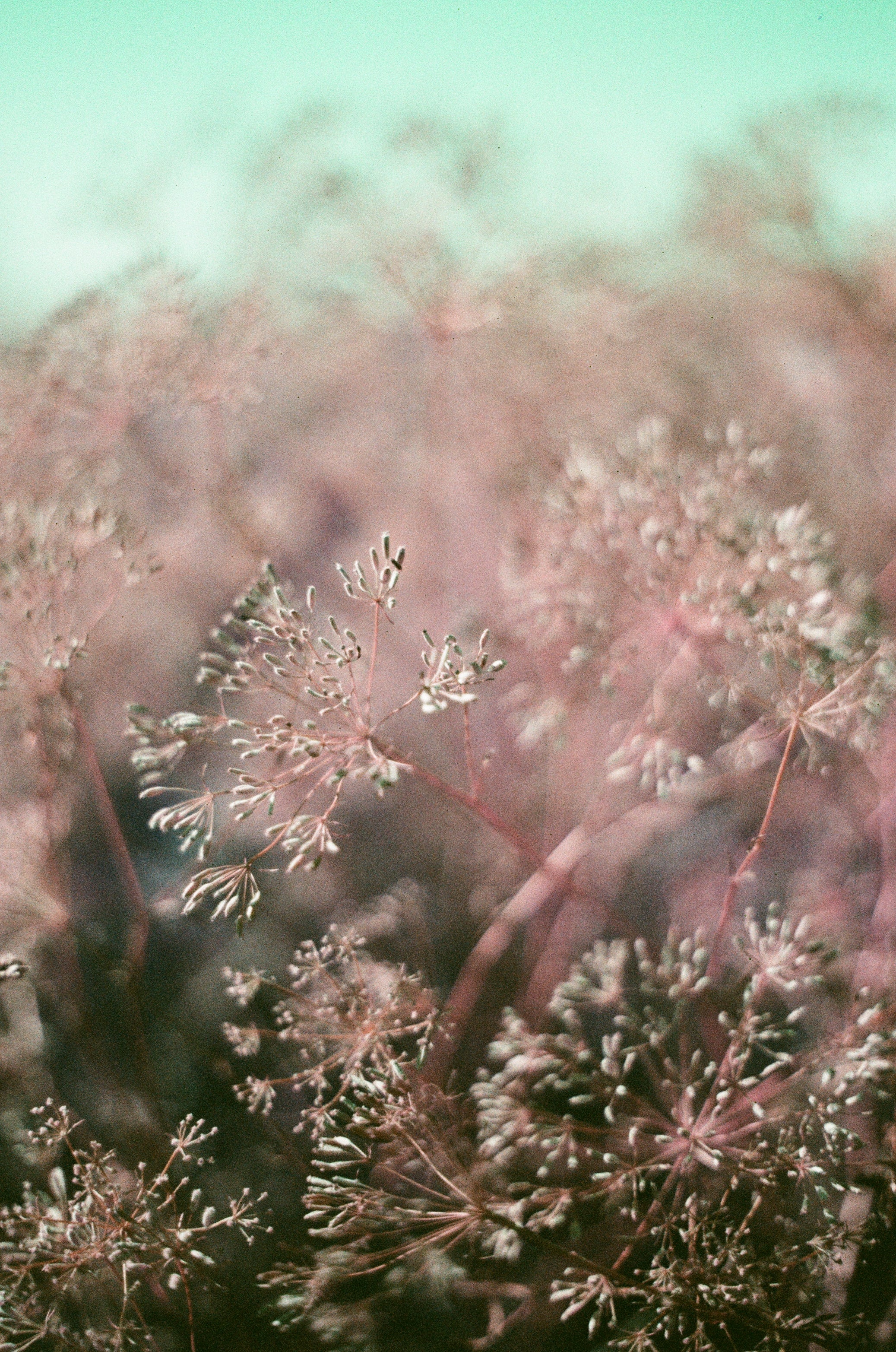 nature look of color negative film photo