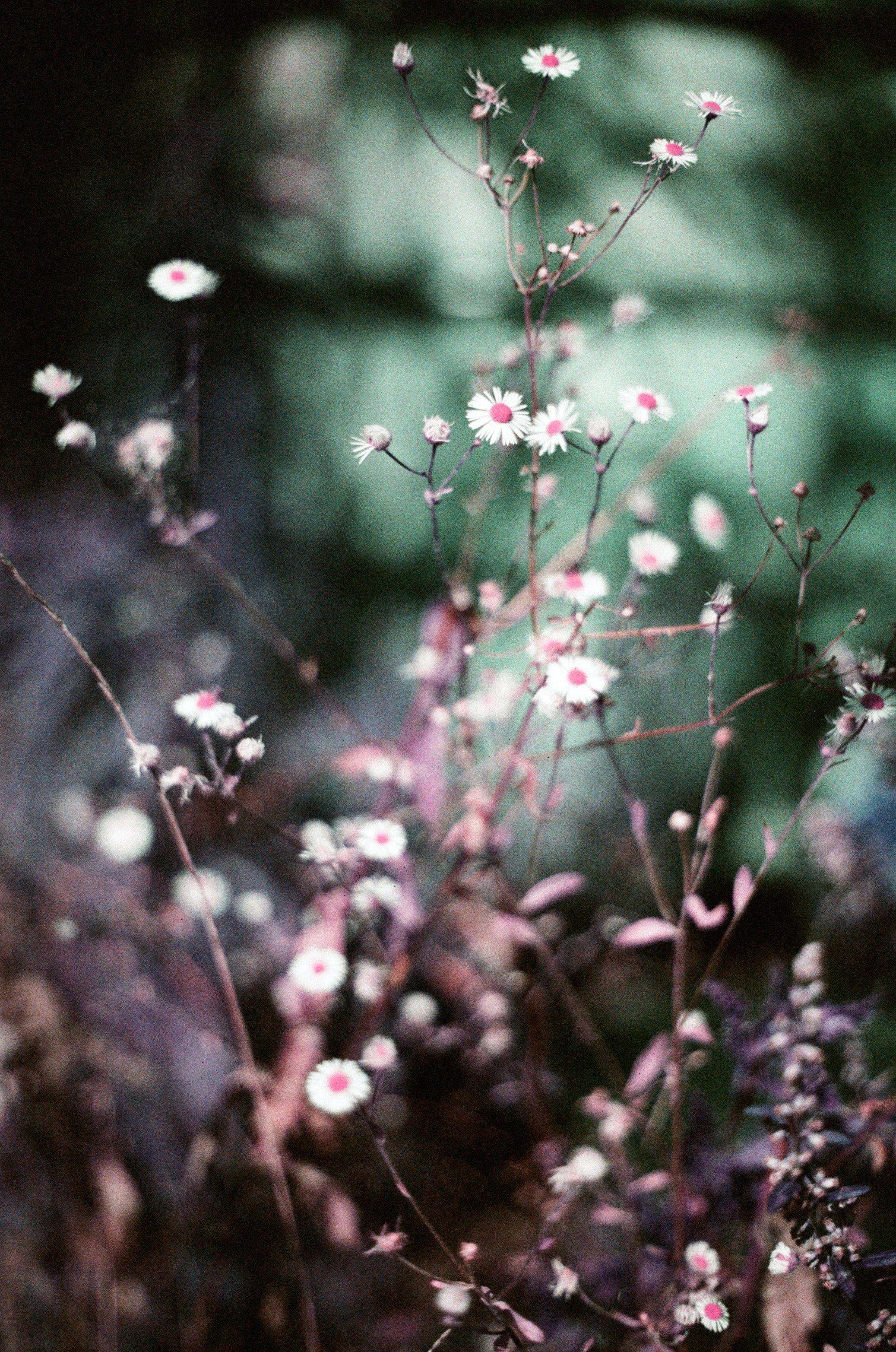 C41 color negative film photo with vivid hues