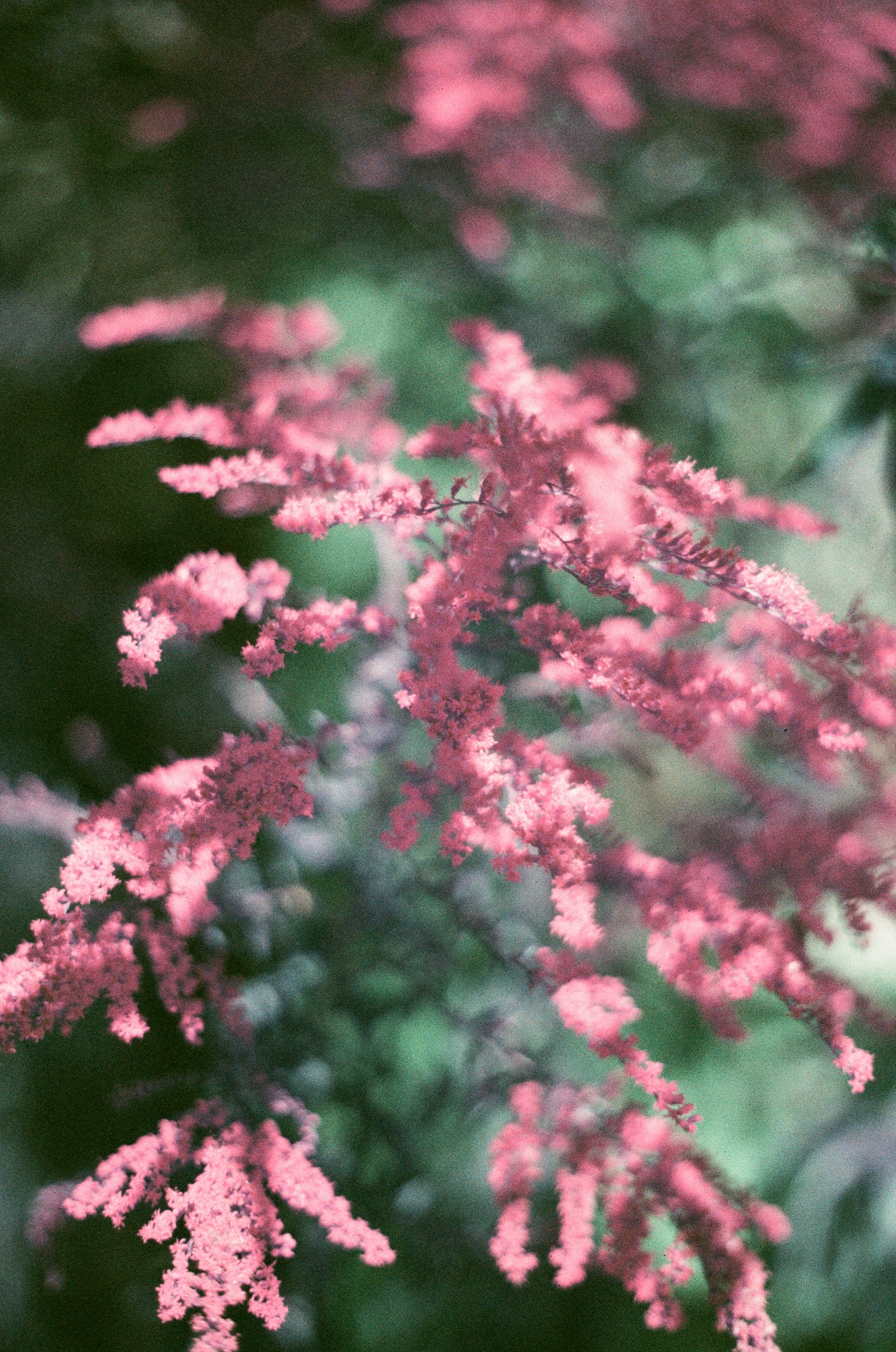 C41 color film photo with vivid accents