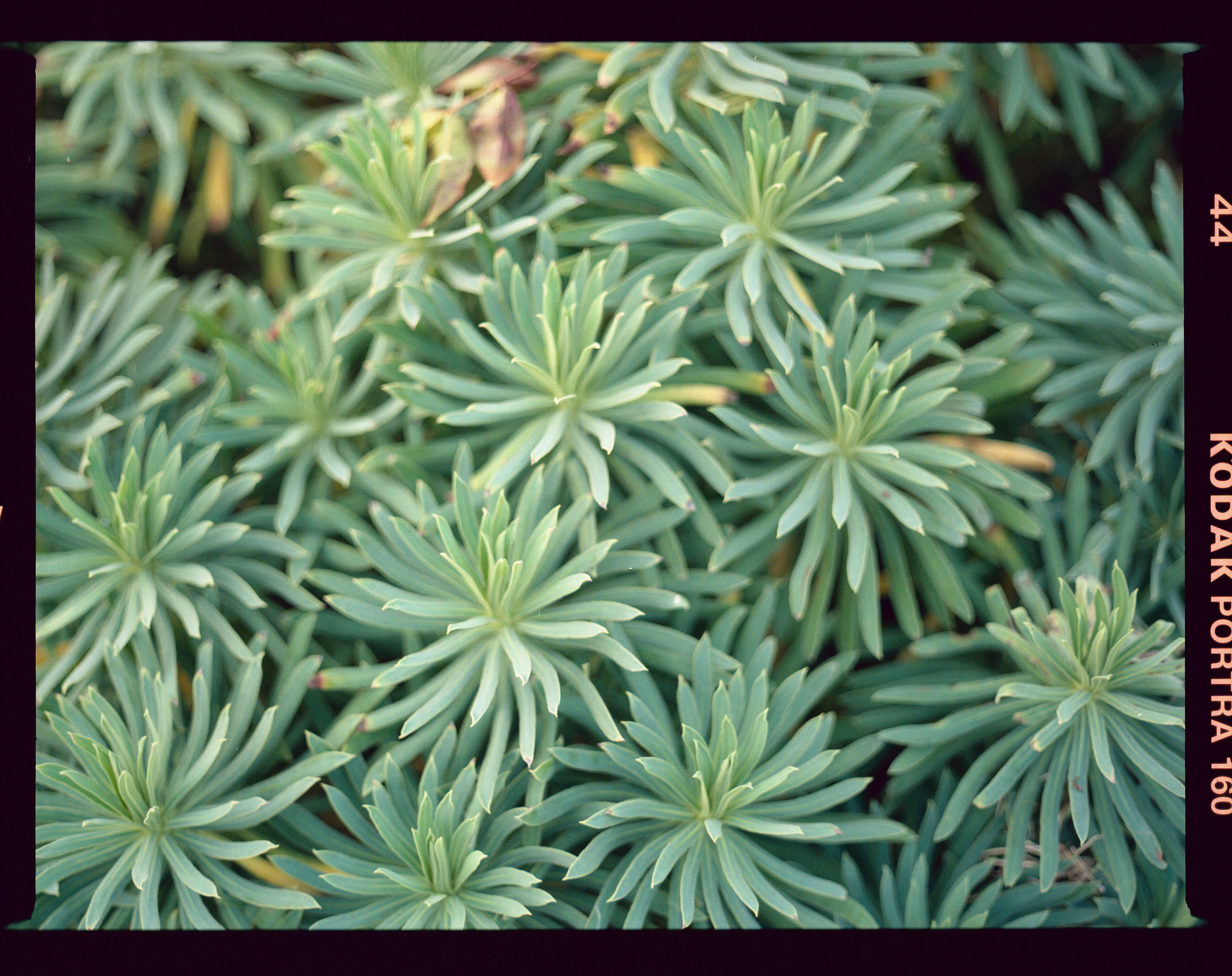 vivid colors  on C41 color negative film