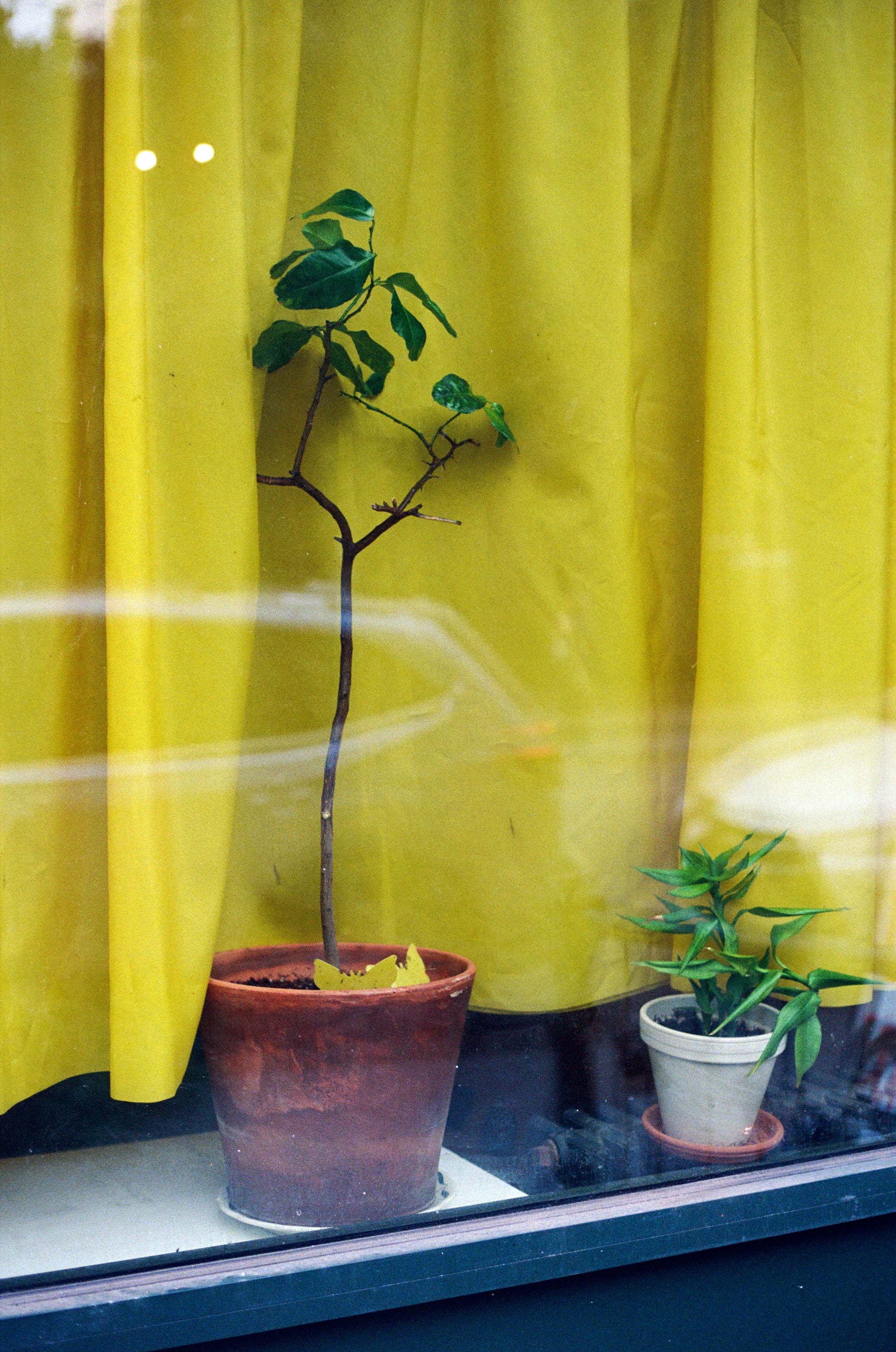 Kodak Portra 800 Color Negative Film (35mm Roll Fim, 36 Exposures)