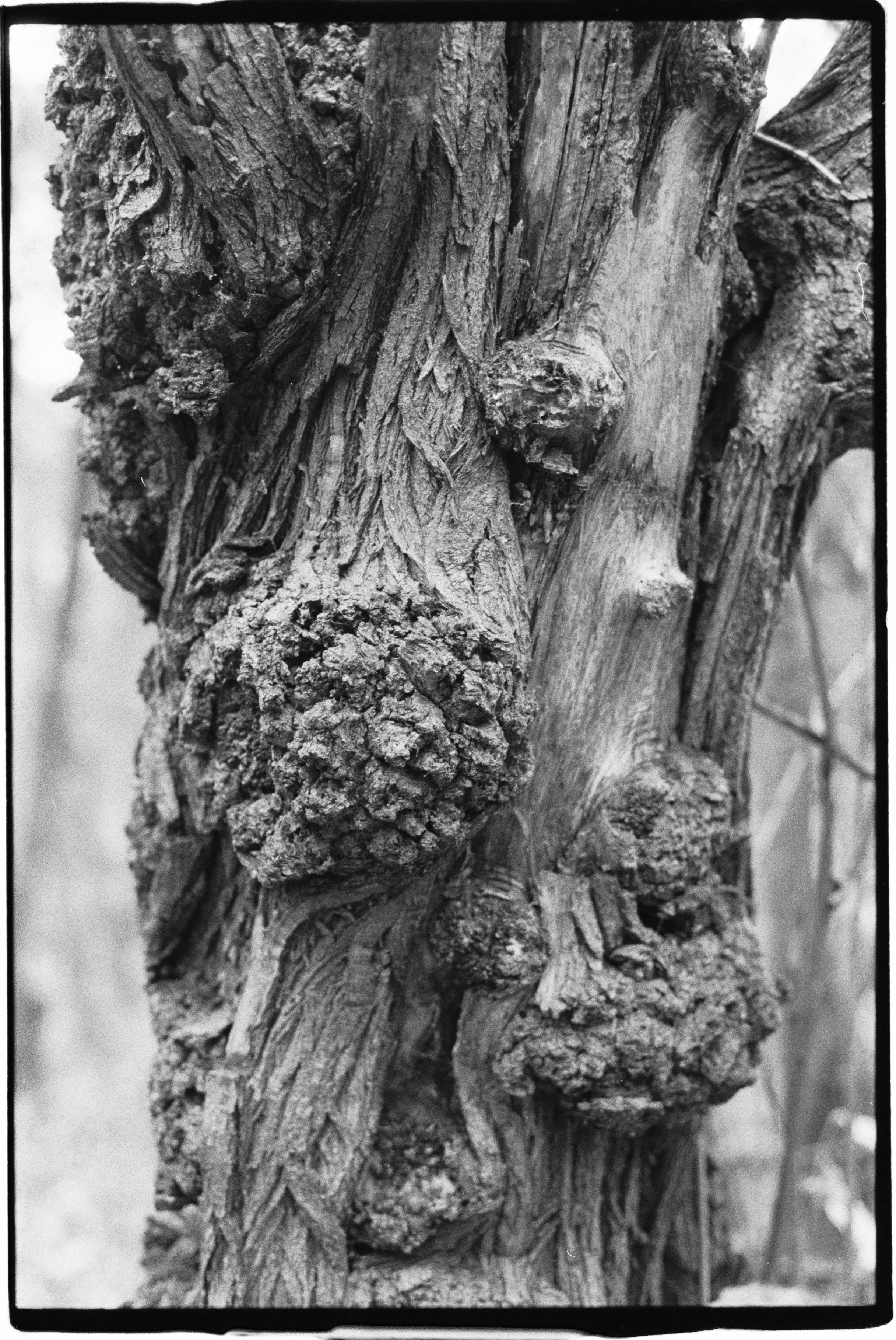 Ilford Delta 3200 120 Typ Film