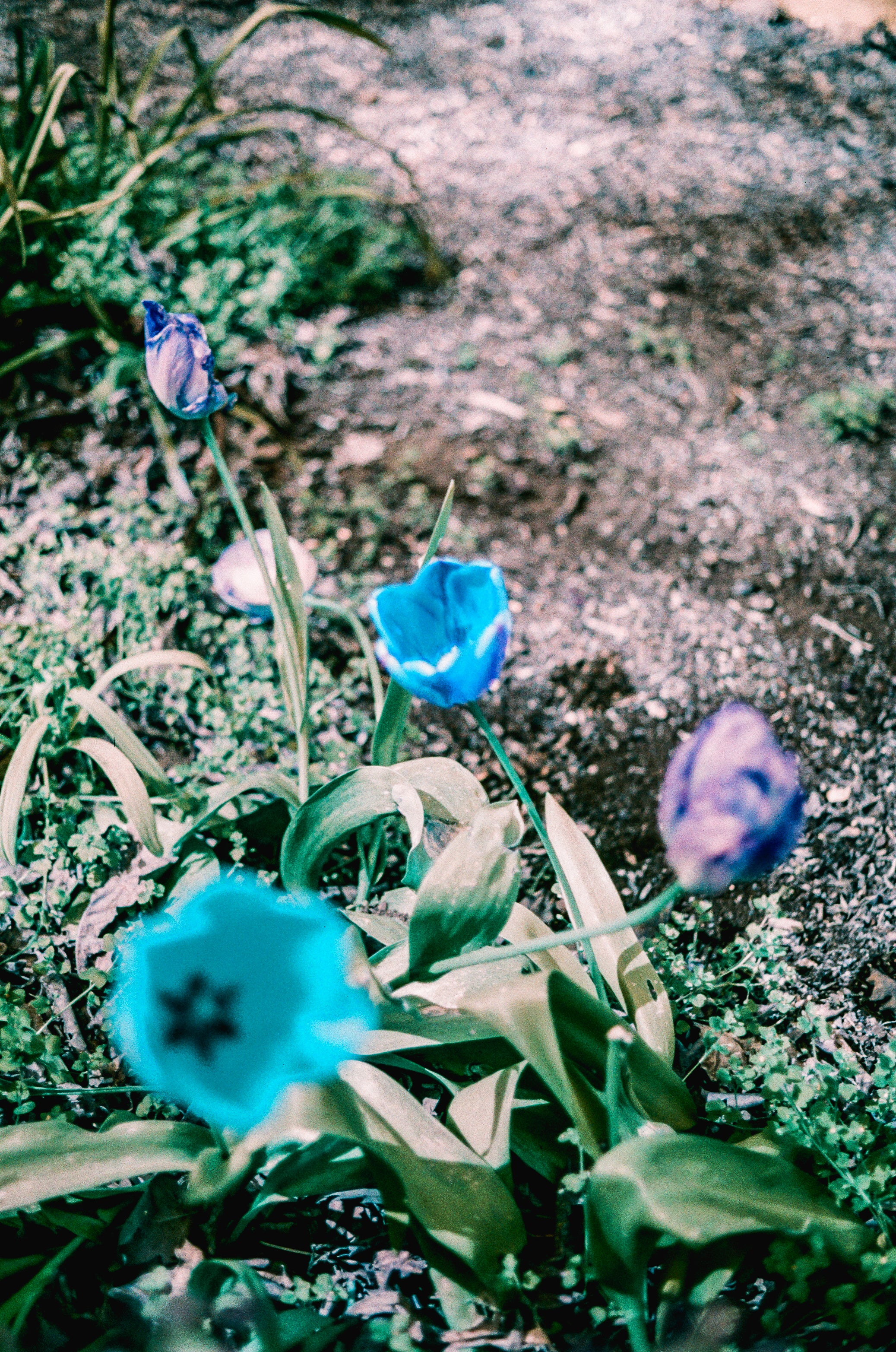 blue flowers captured on С41 color negative film