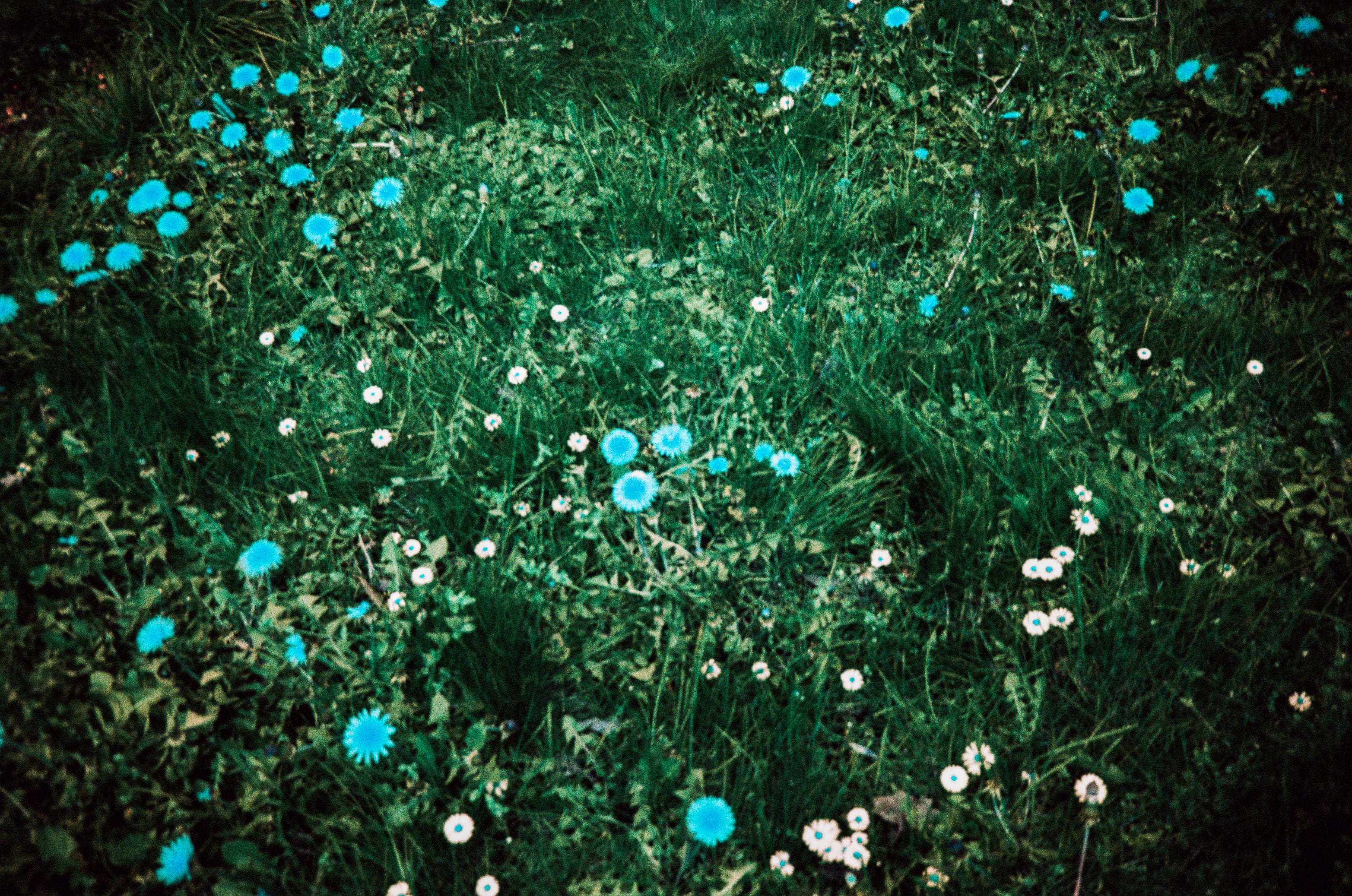 blue flowers captured on С41 color negative film-2