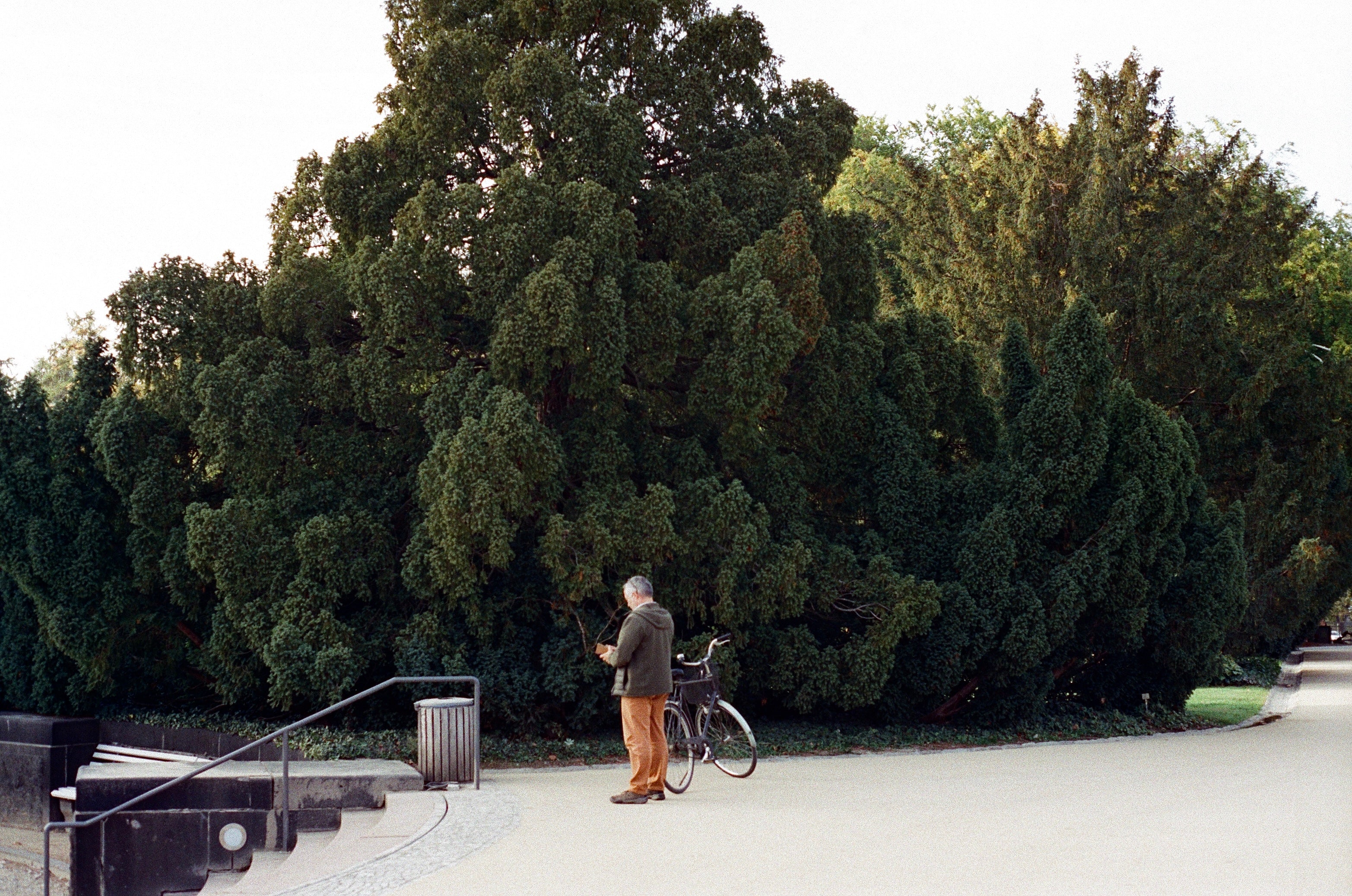park scene photographed using color motion picture film with vivid greens tones