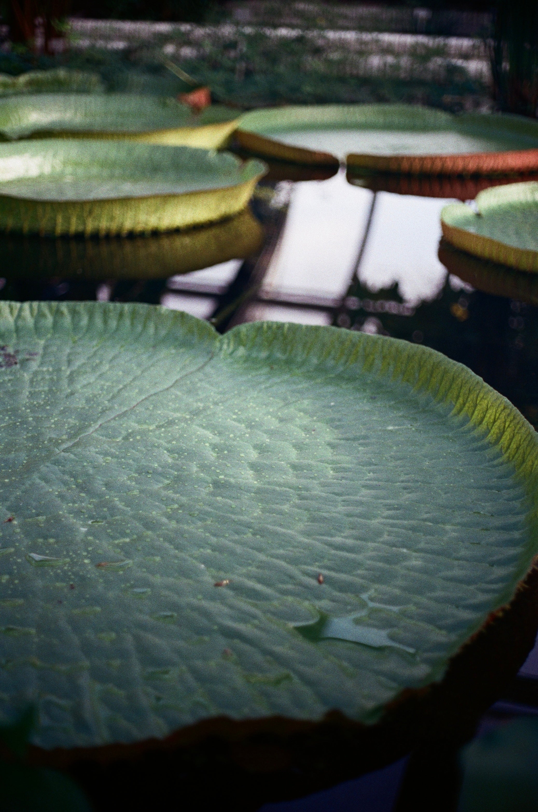 cinematic tones from color motion picture film