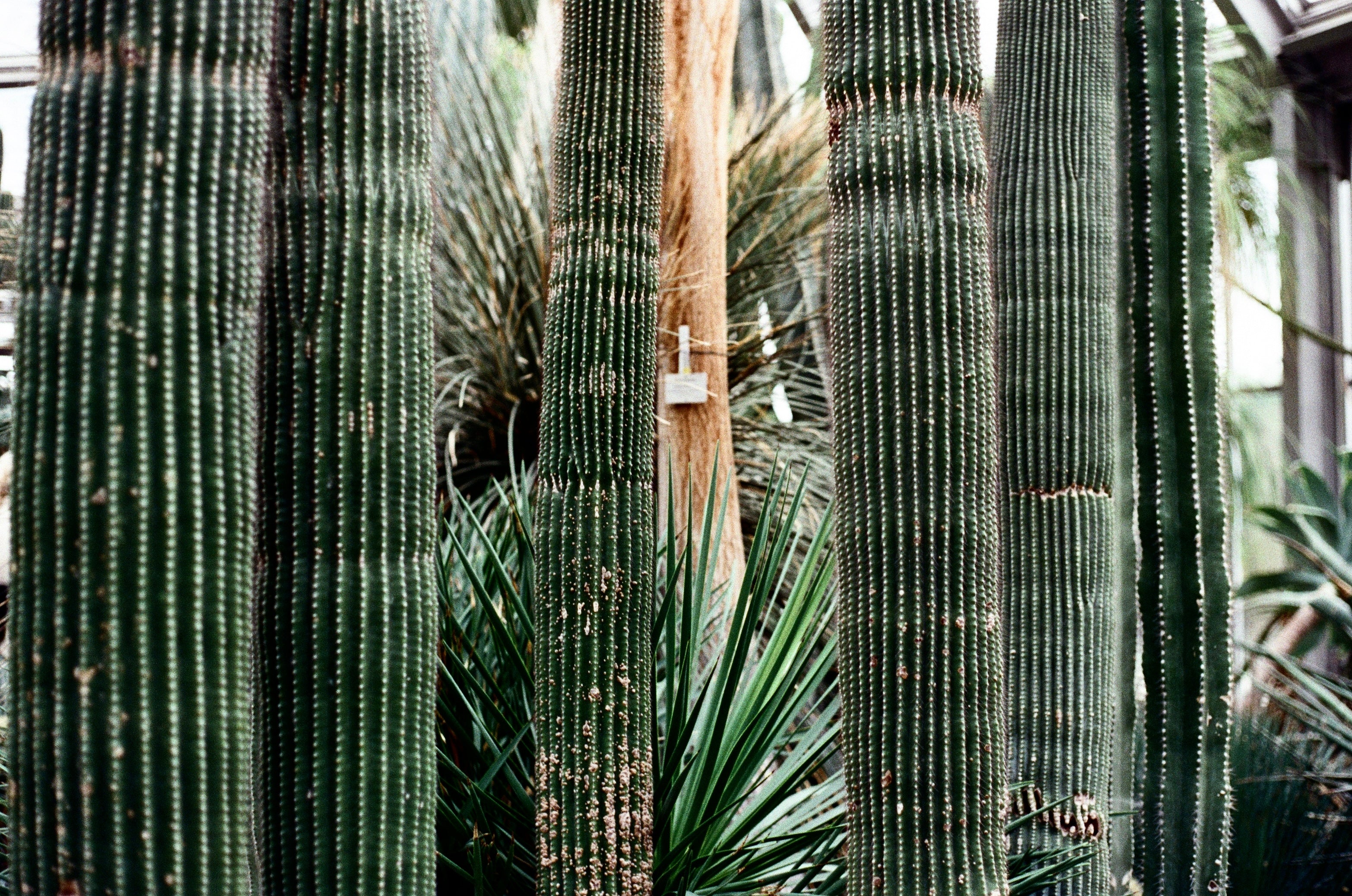 color motion picture film highlighting deep green colors