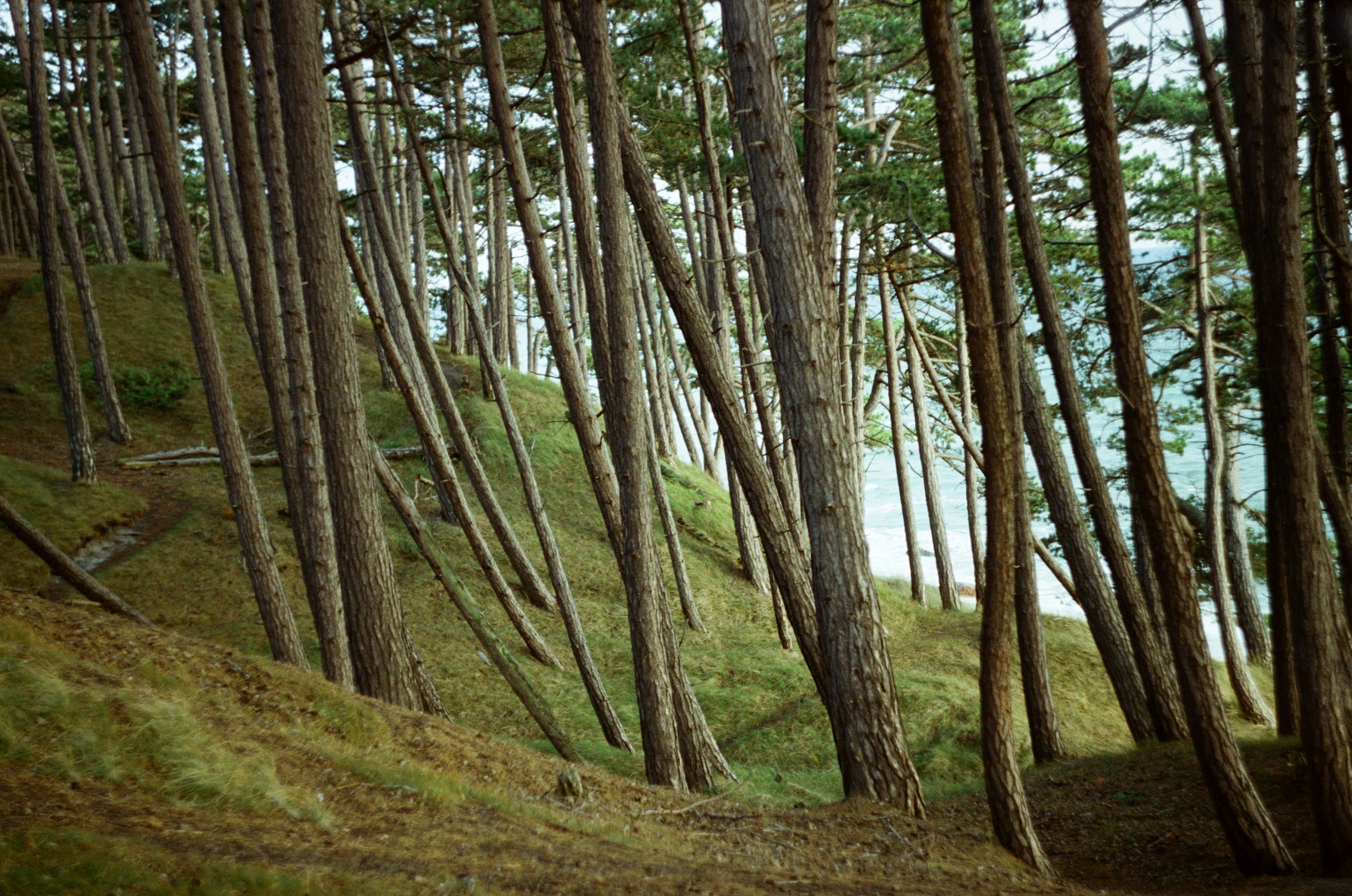 forest nature scene on color motion picture film