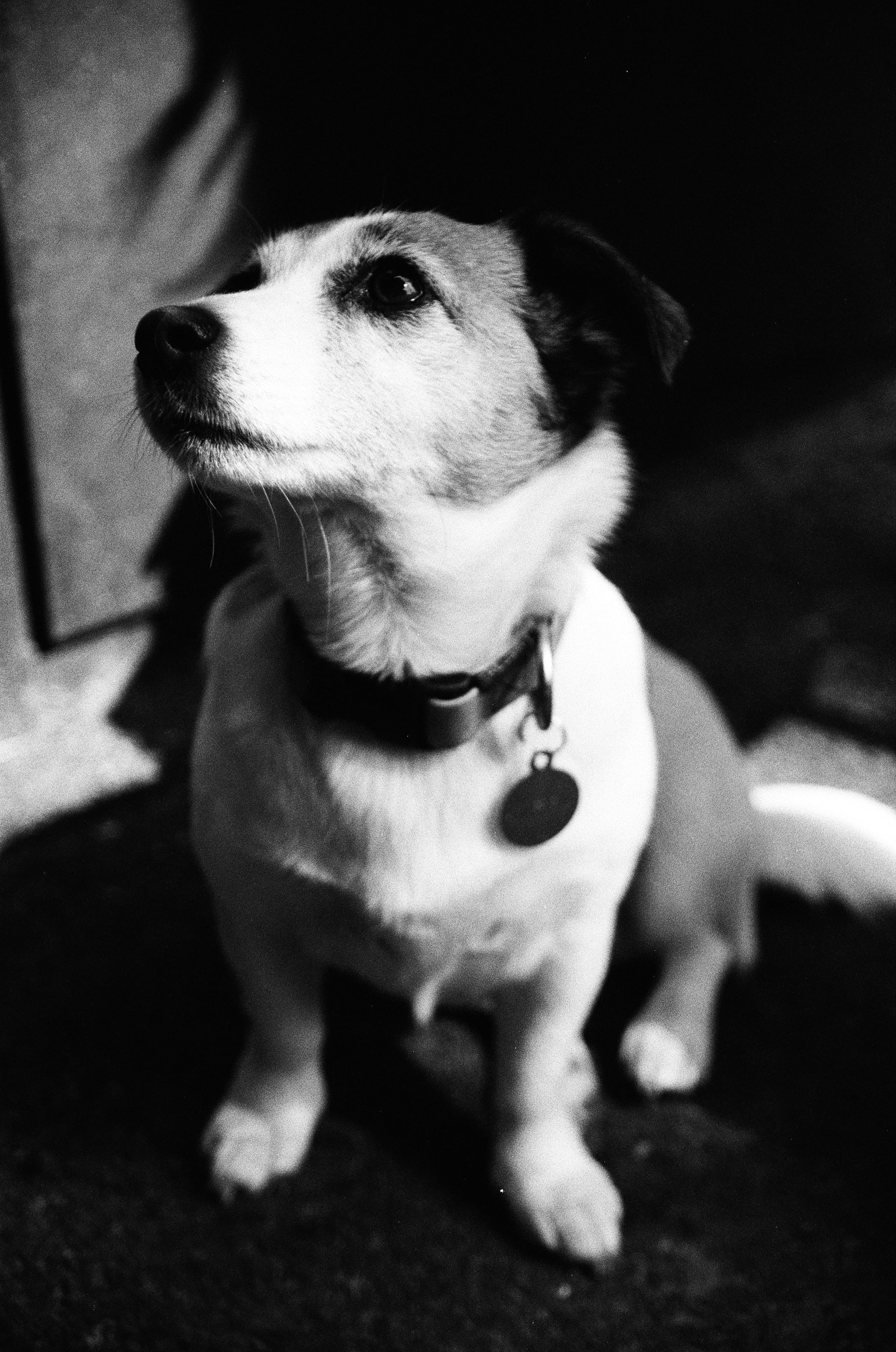 dog shot on black and white film