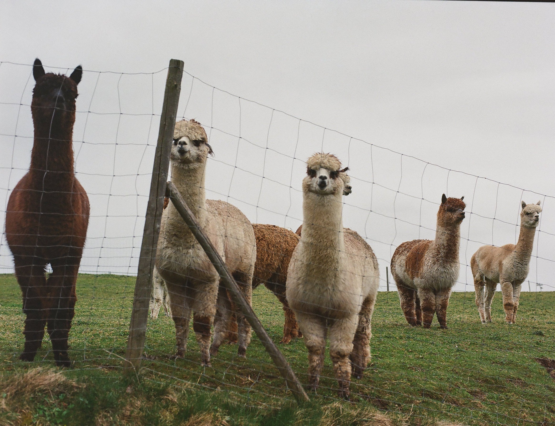 Lomography 400/120 color negative film (1 roll film)