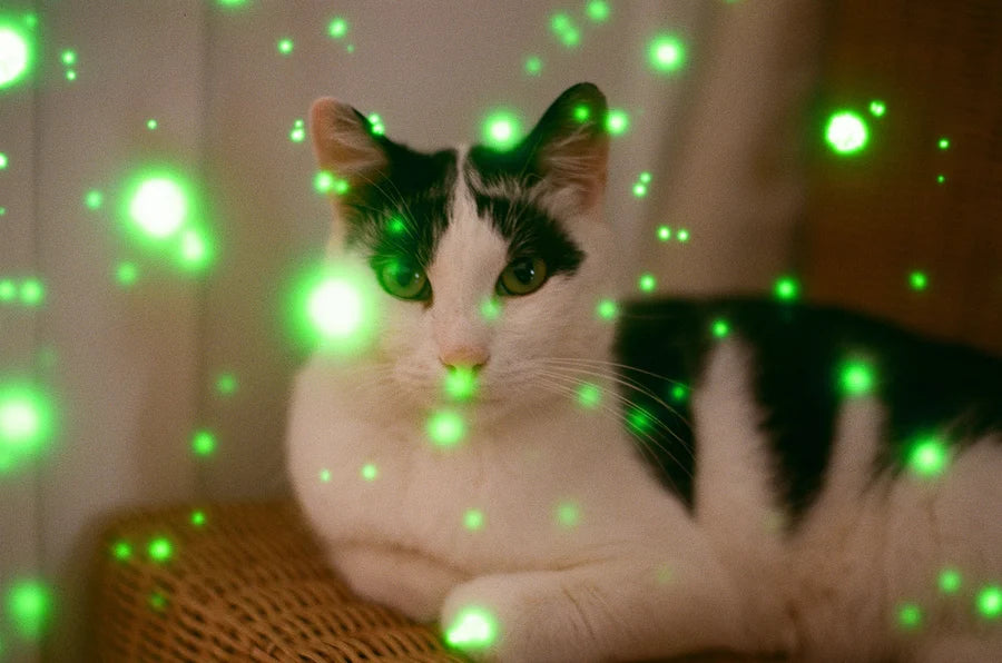 Revolog Volvox 135mm/36 exp 400 ISO