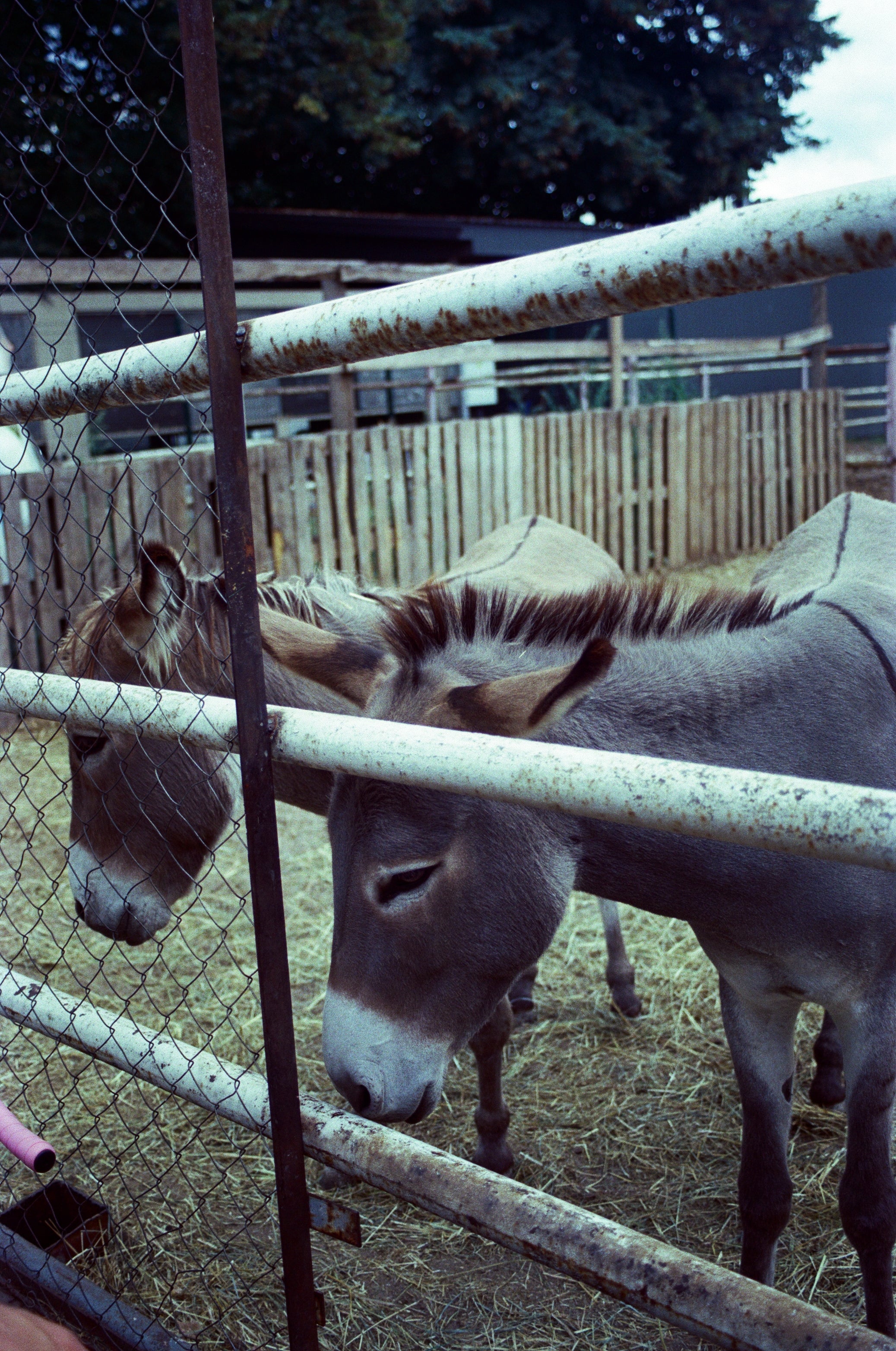 Kodak Vision3 200T Color Negative Film (35mm Roll Film, 36 Exposures)