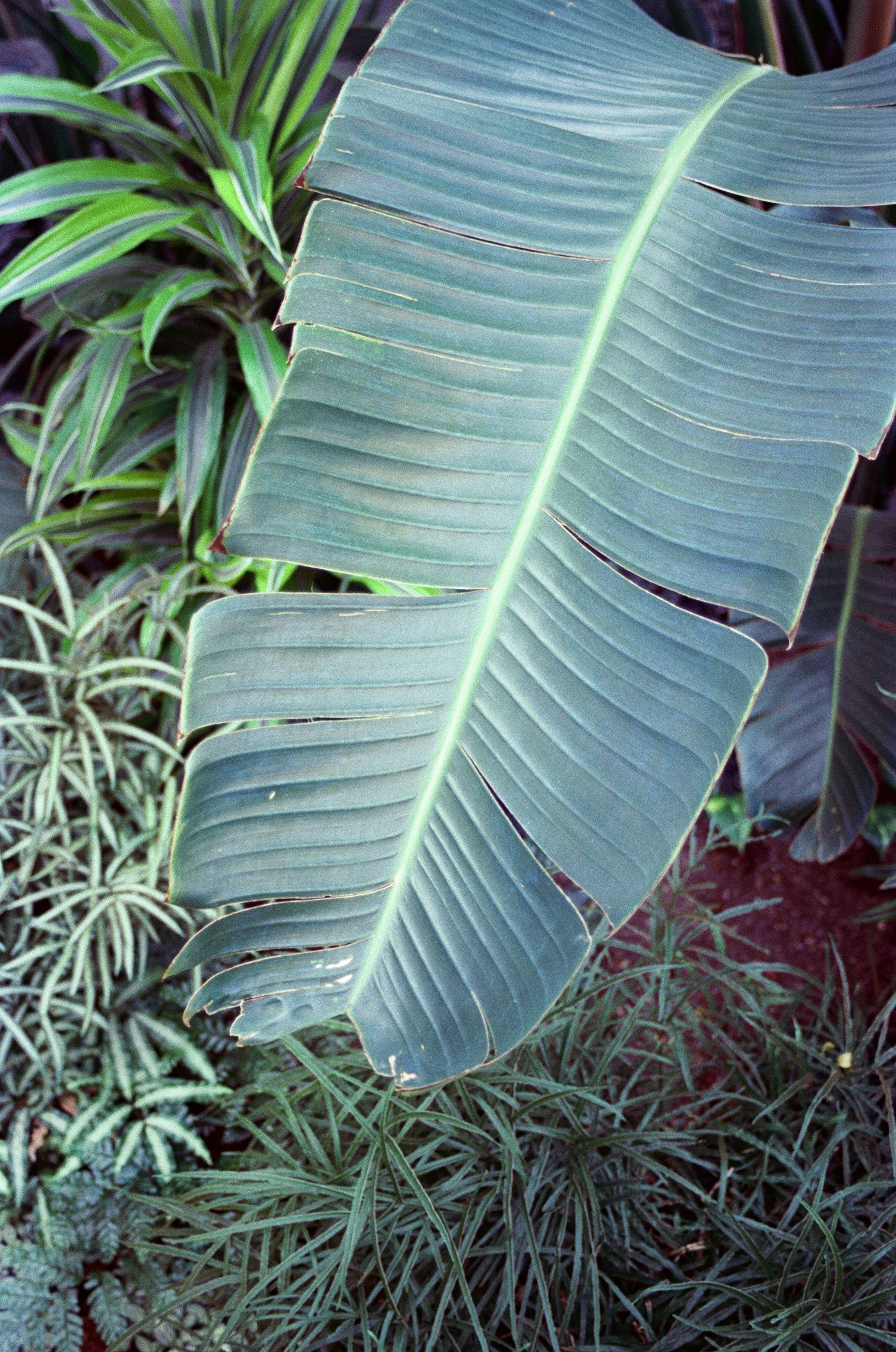 Kodak Vision3 200T Color Negative Film (35mm Roll Film, 36 Exposures)