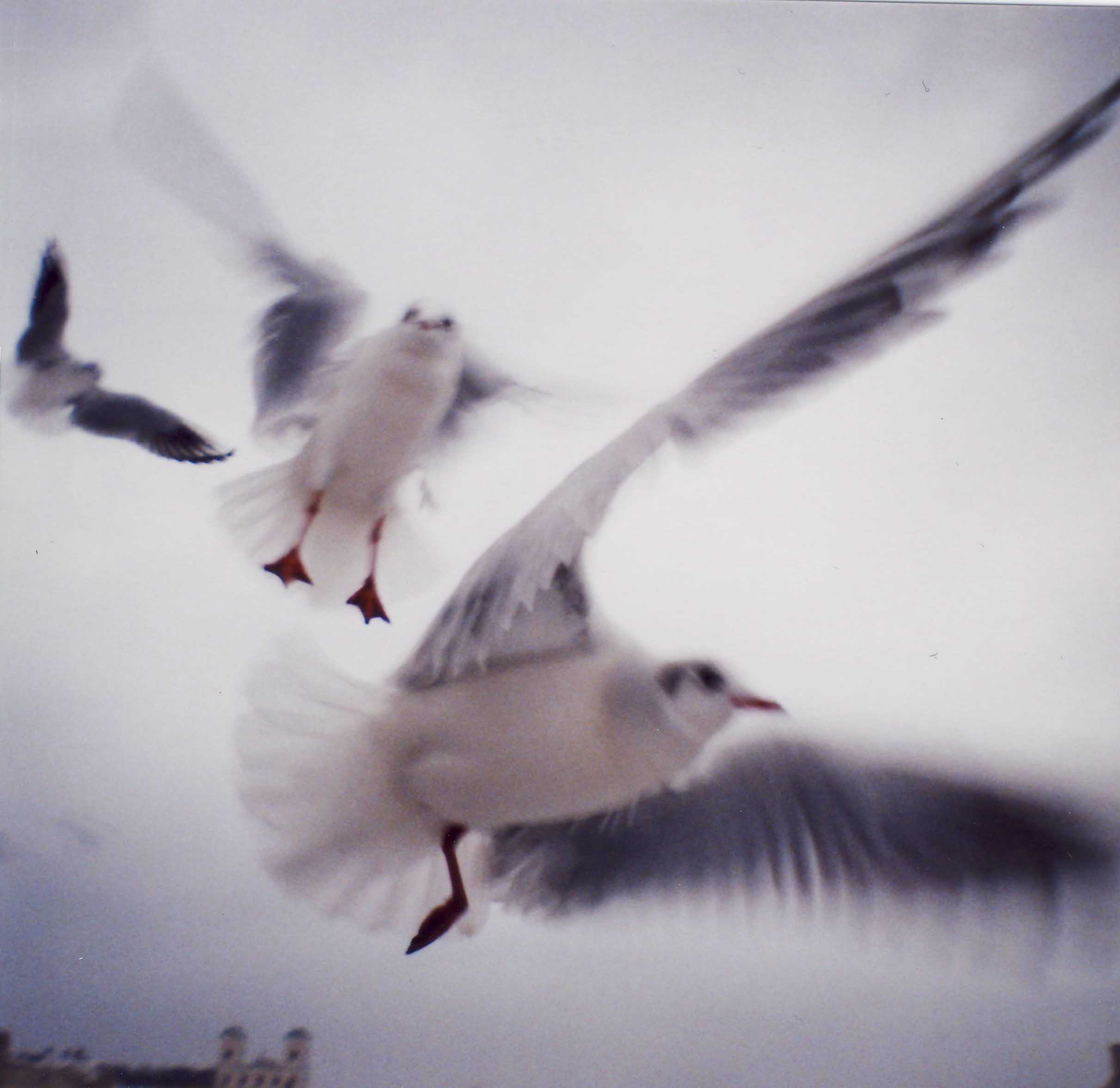 film photos by Diana Mini and Flash