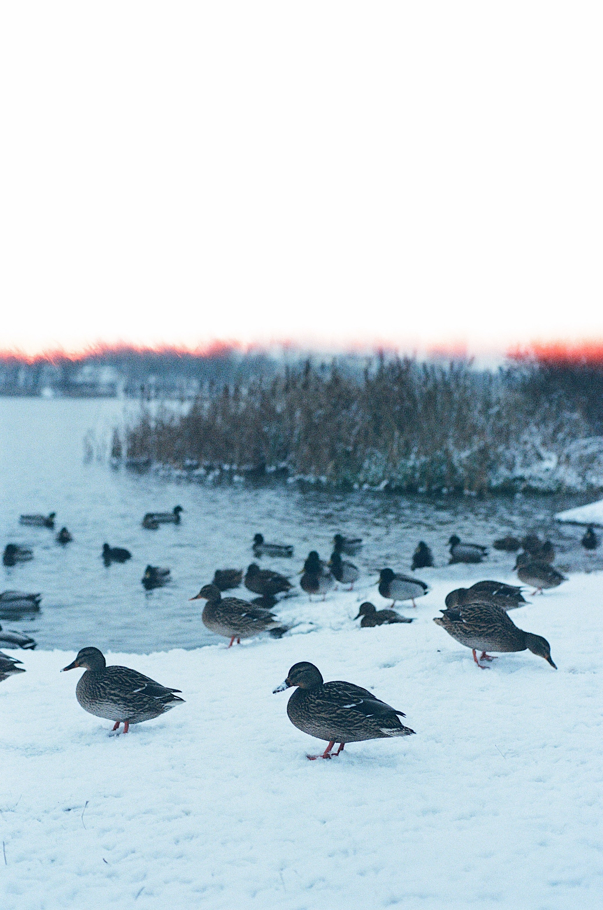 Lomography 800/36 colorneg film (135 type roll film, 36 Exposures), 1 roll