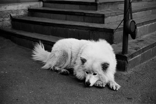 white dog shot on Kentmere 100 black and white film