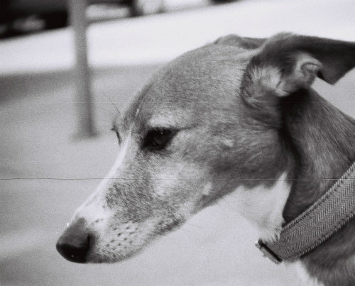 Lomography 100 black&white 110 pocket film (24 exp.)