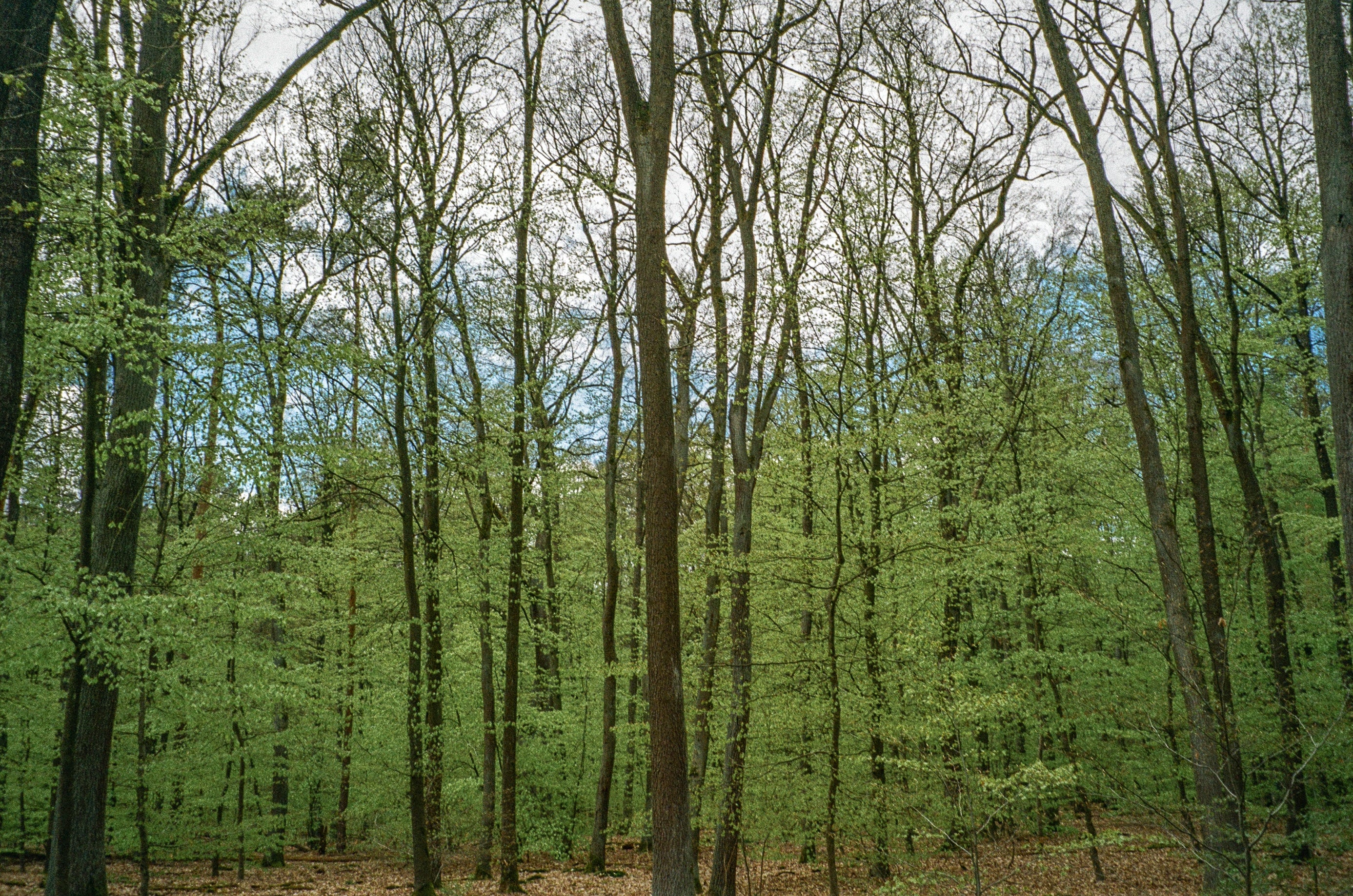 Kodak Gold 200 Color Negative Film (35mm Roll Film, 24 Exposures)