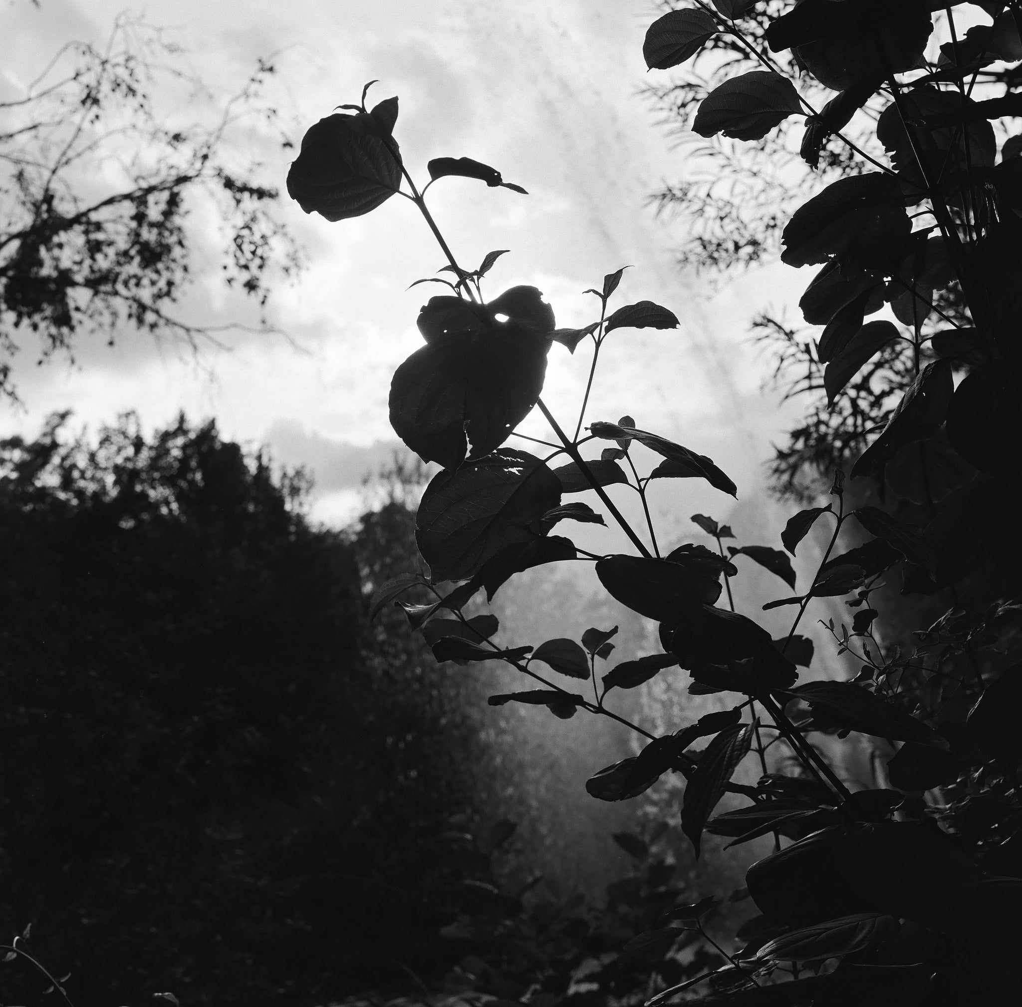 Ilford HP5 plus 400 B&W 120 type Roll Film