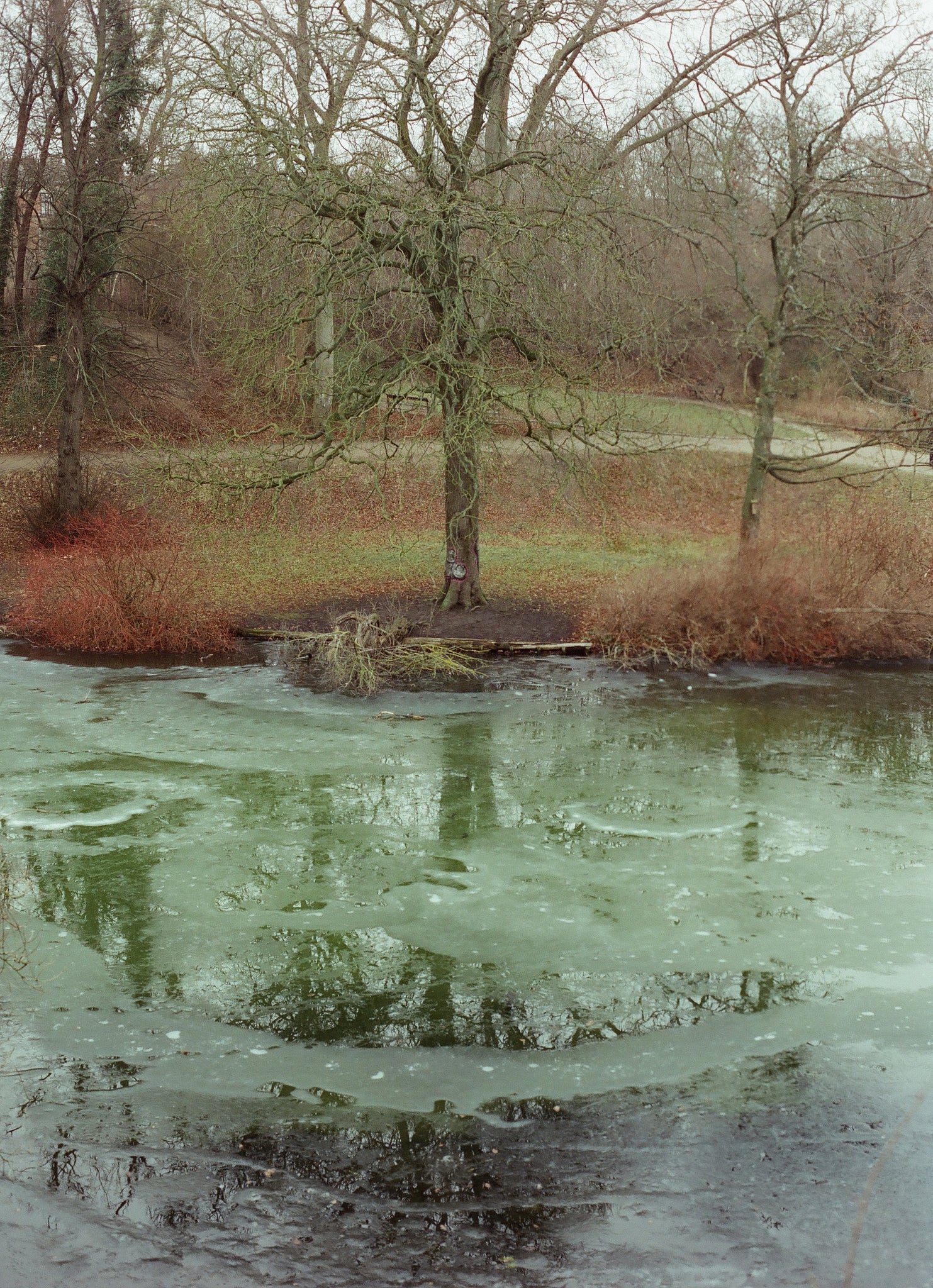 Cinestill 400D  120 TYPE