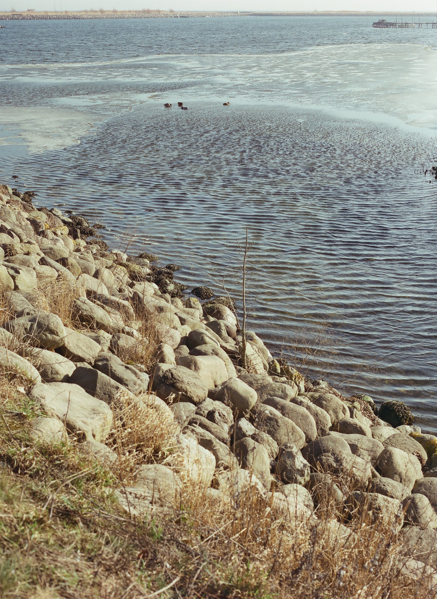 Cinestill 400D  120 TYPE