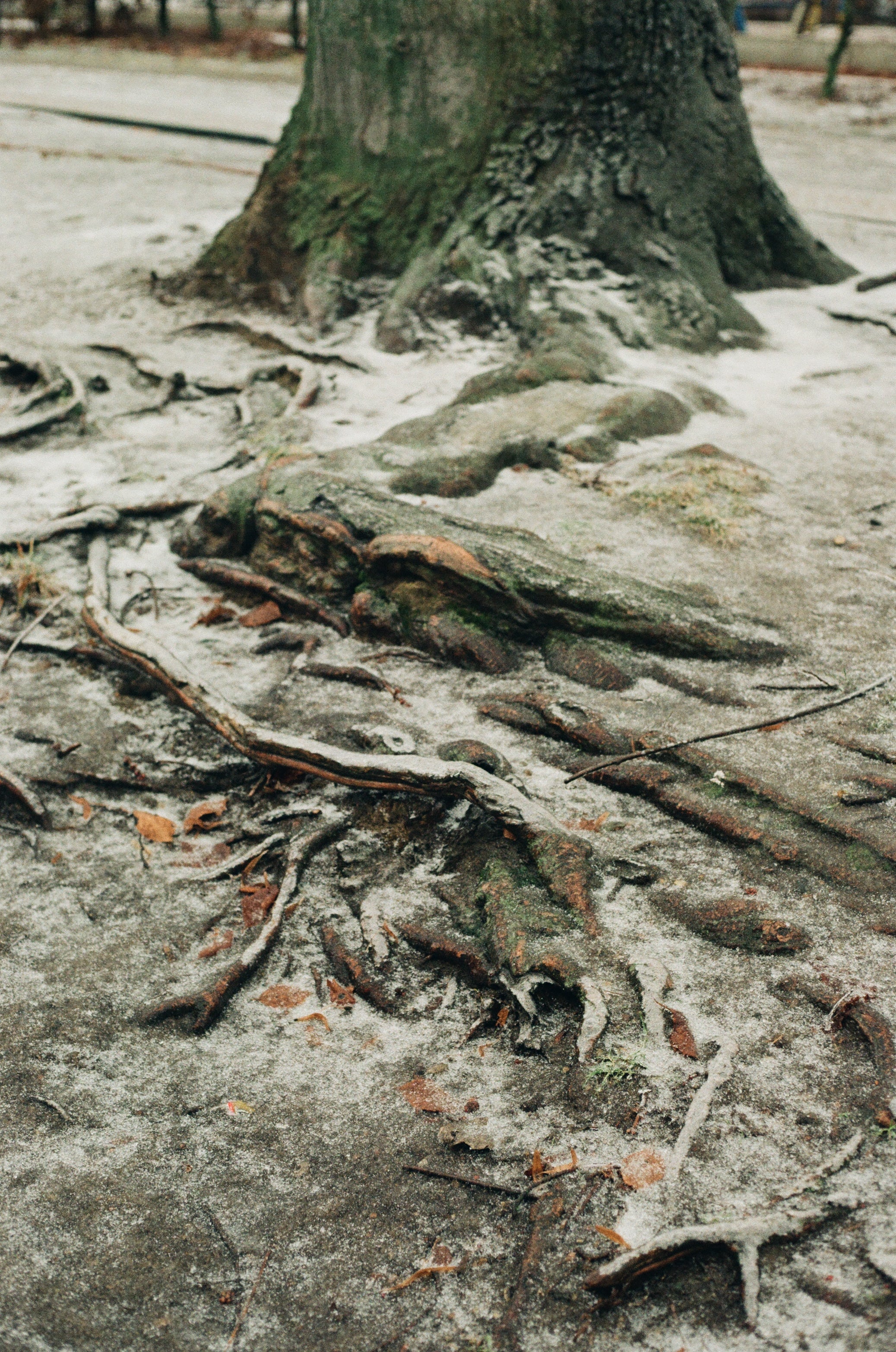 Kodak Kodacolor 200 Color Negative Film (35mm Roll Film, 36 Exposures)