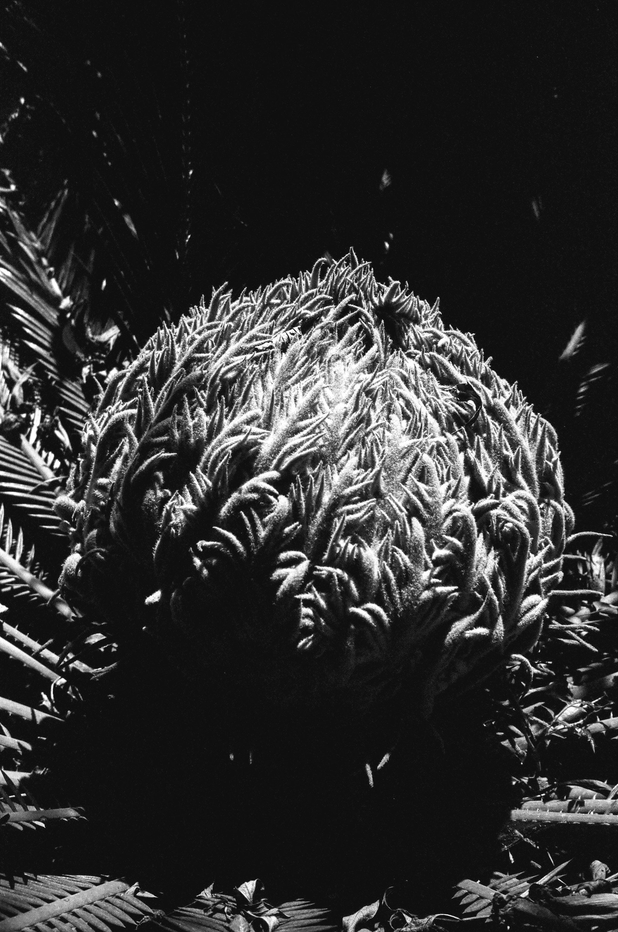 Film Scanning  (Noritsu)