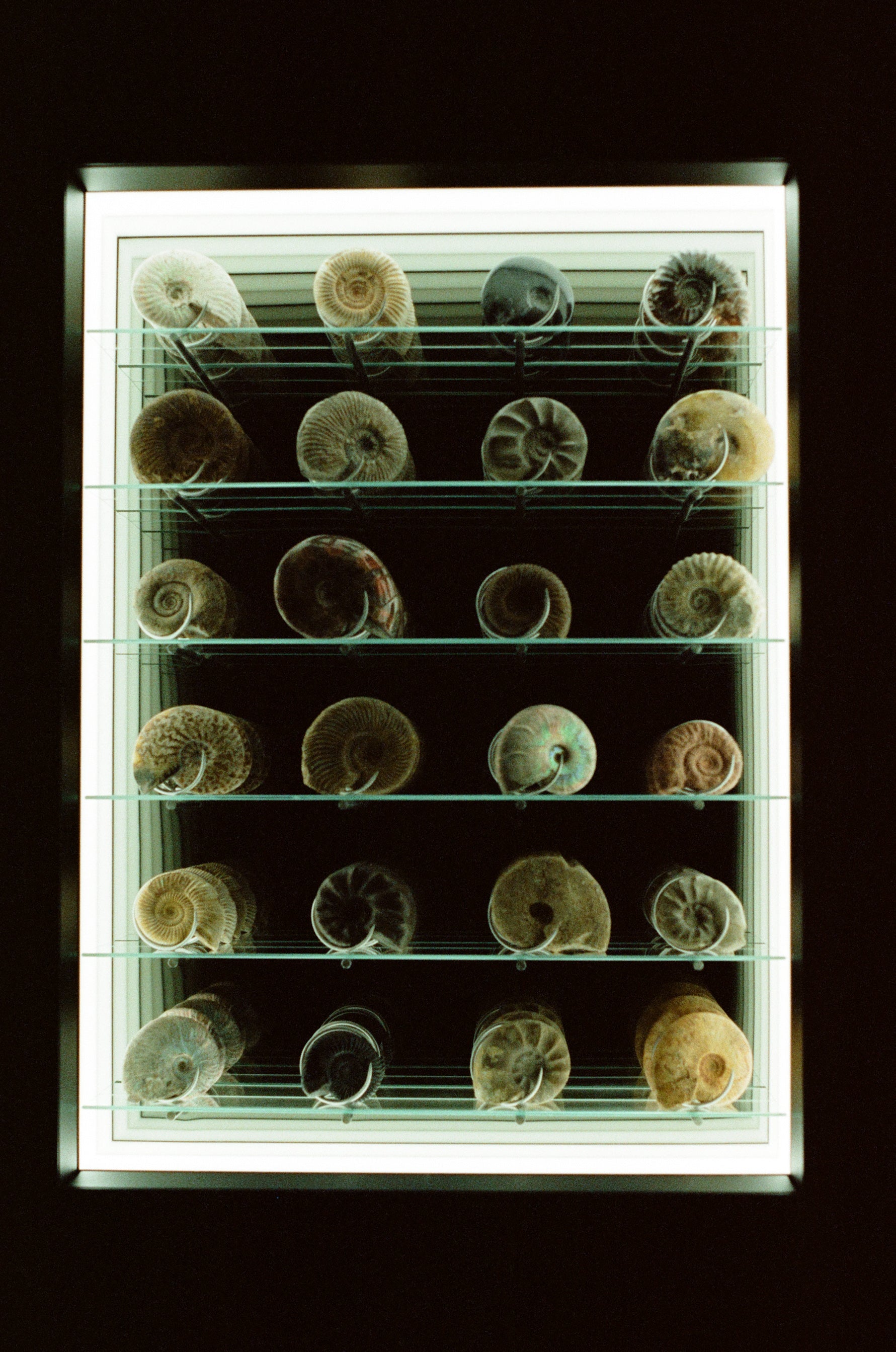 Kodak Vision 800T without Remjet (135 type roll film, 36 Exposures), 1 roll