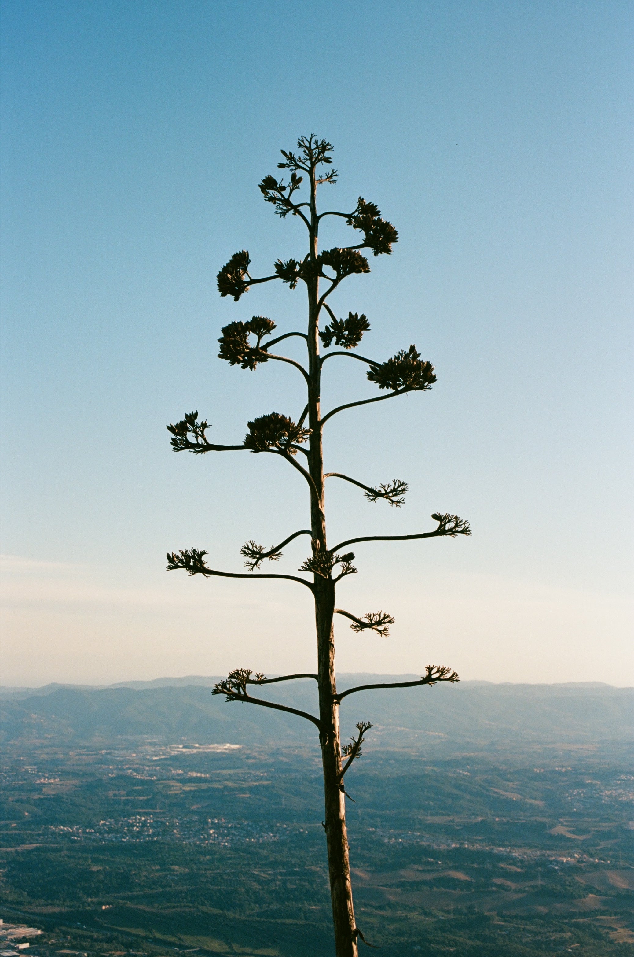 Color С41 Film Developing / Noritsu scan