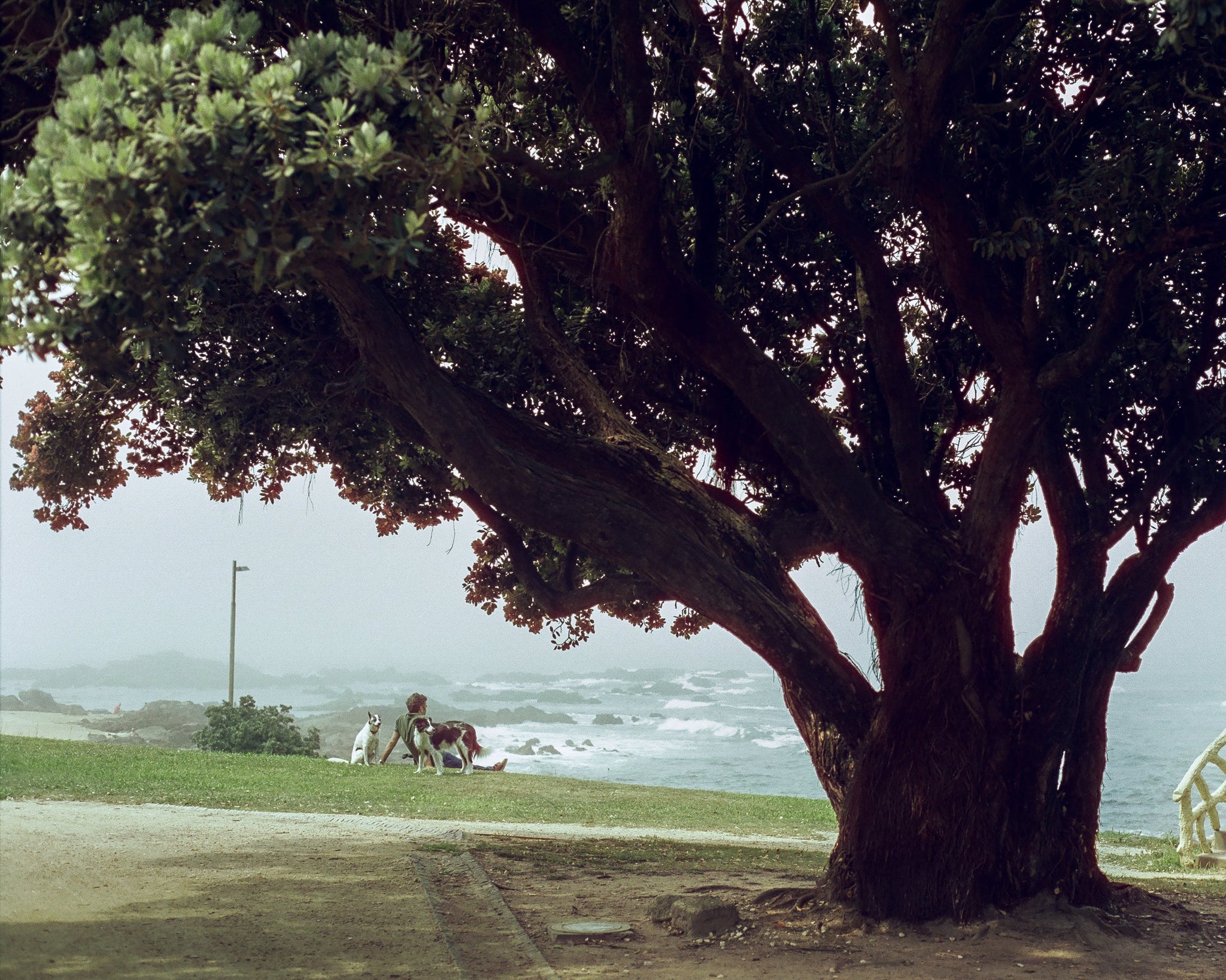 Color С41 Film Developing / Noritsu scan