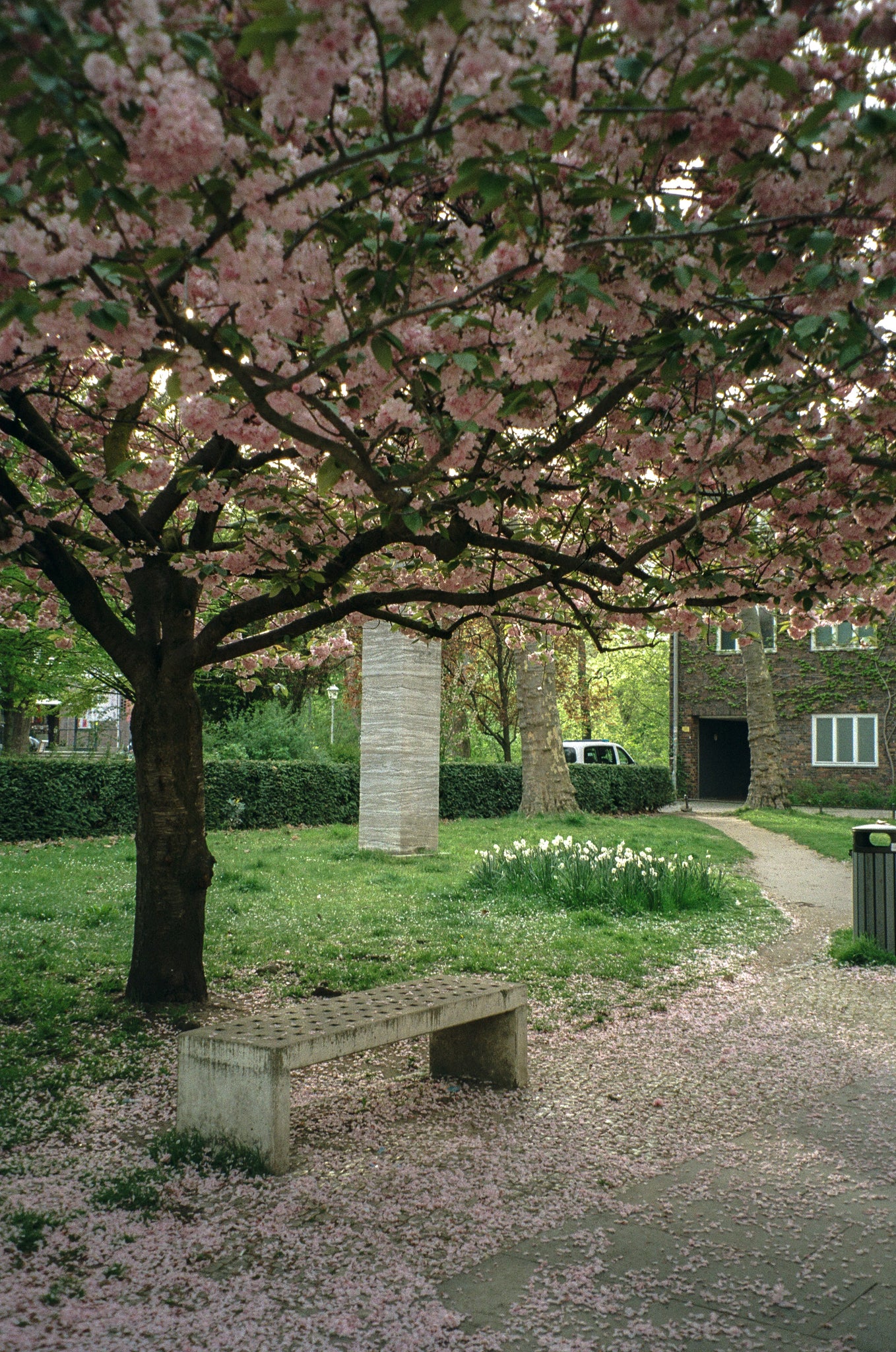 Color С41 Film Developing / Noritsu scan