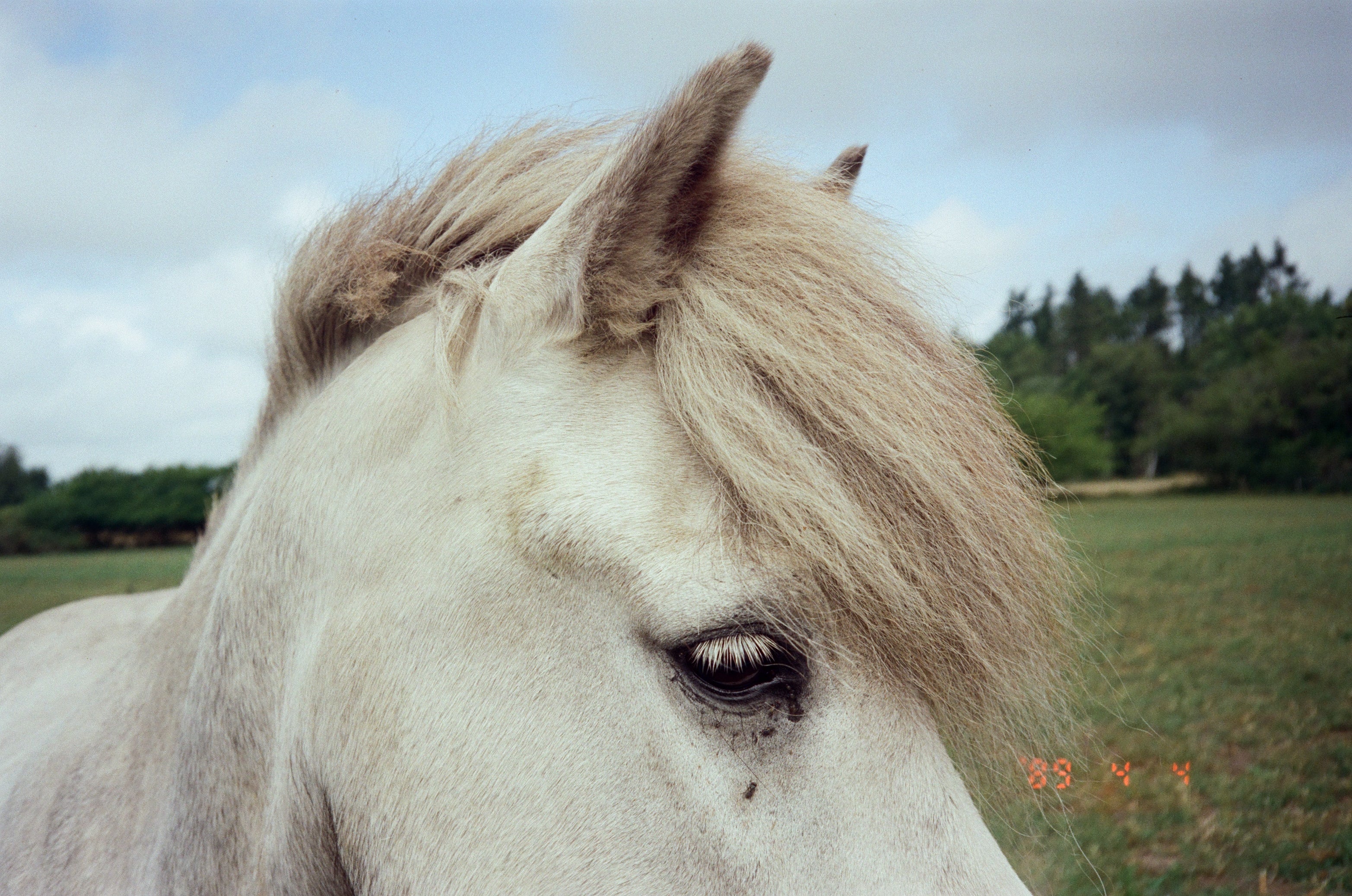 ECN-2 Film Developing /Motion picture (Vision)/Noritsu scan